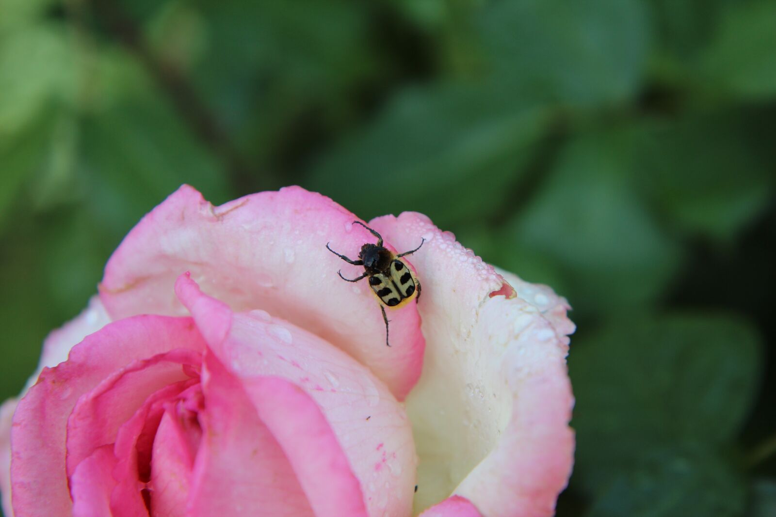Canon EOS 600D (Rebel EOS T3i / EOS Kiss X5) sample photo. Pink, pink rose, rosebush photography