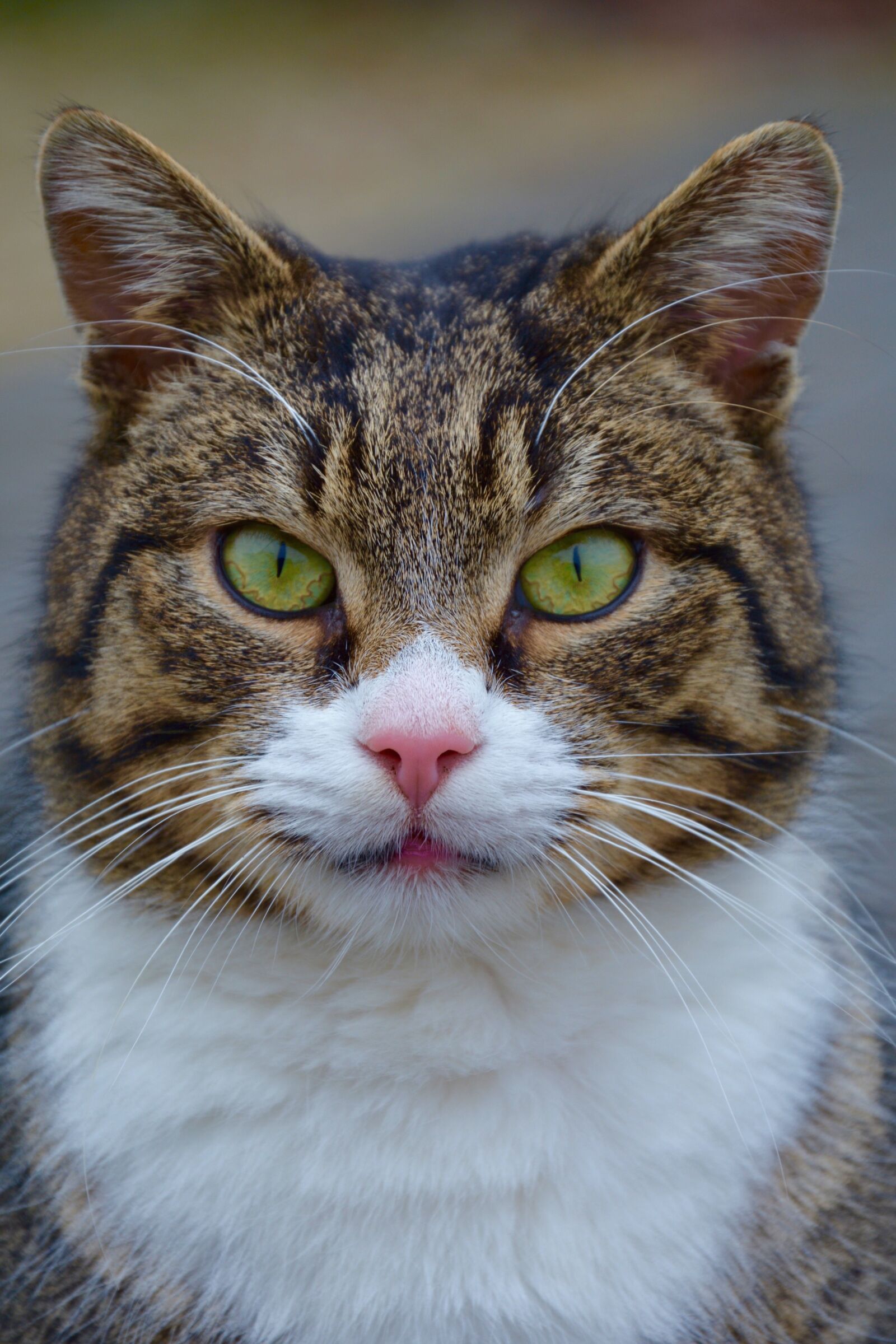 Nikon D7100 sample photo. Cat, kitten, pet photography