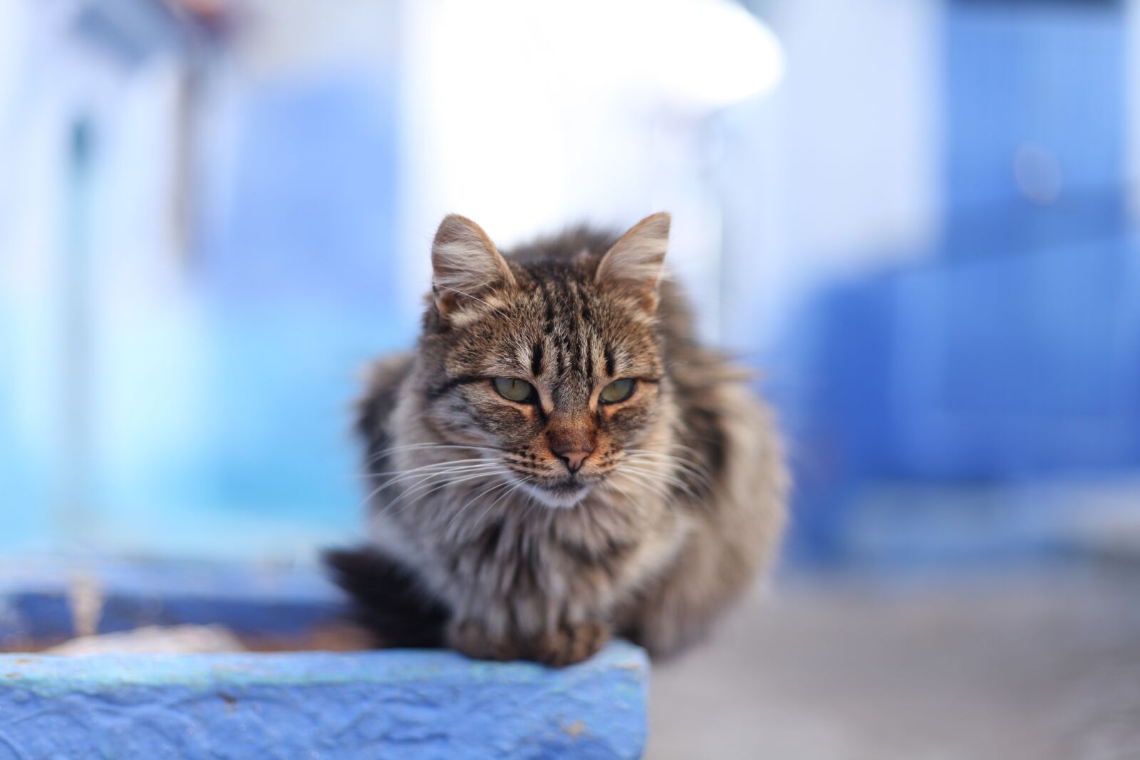 Canon EOS 5D Mark II sample photo. Cat, tiger, morocco photography