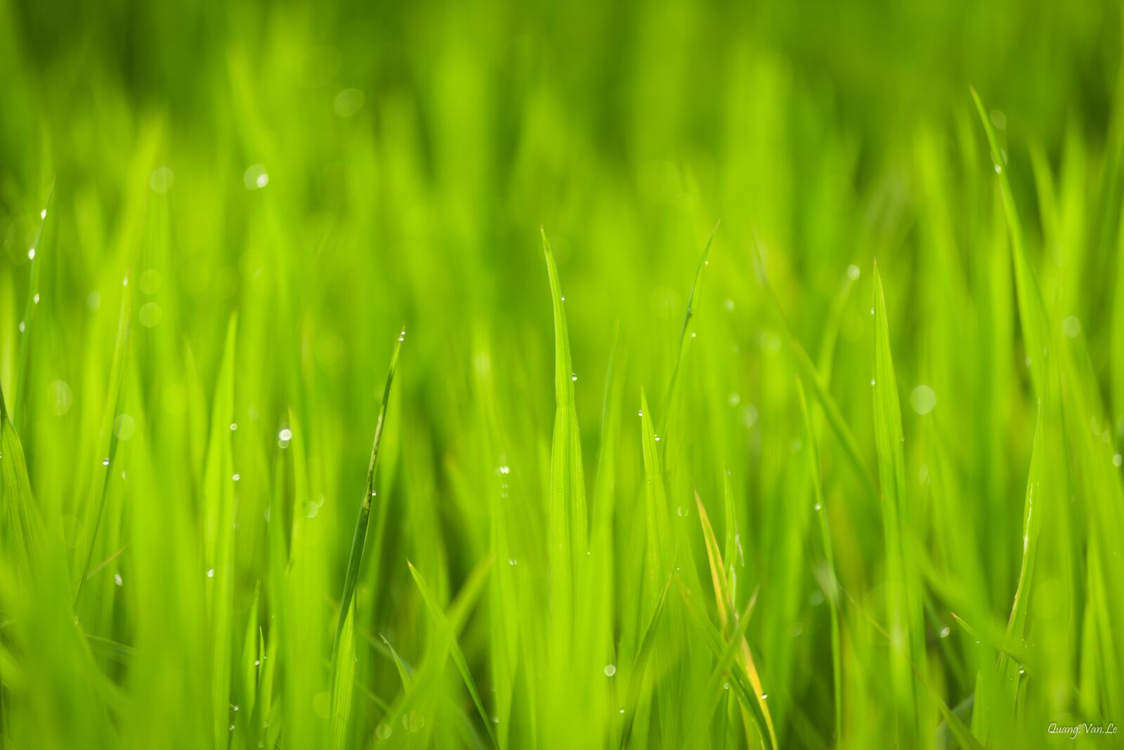 Nikon D810 sample photo. Closeup, nature, vietnam photography