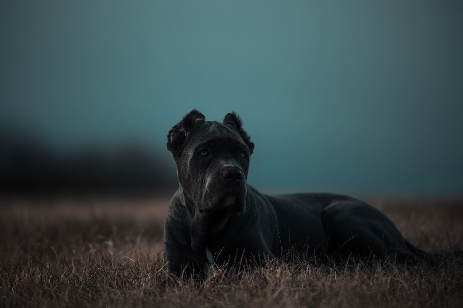 Canon EOS 6D sample photo. Bandog, puppy, blue eyes photography