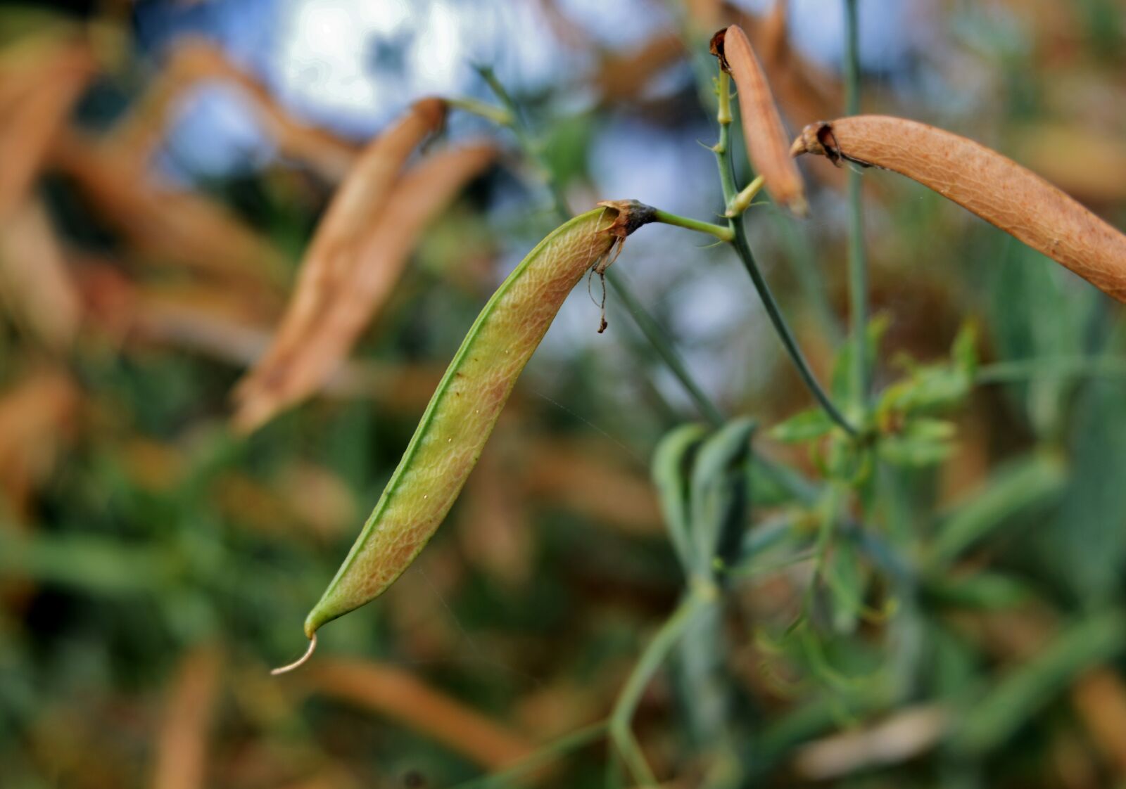 Nikon D600 sample photo. Seedpods, lathyrus, plant photography