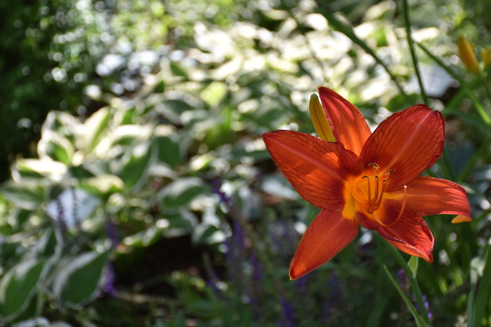Nikon D5600 sample photo. Daylily, hemerocallis, orange photography