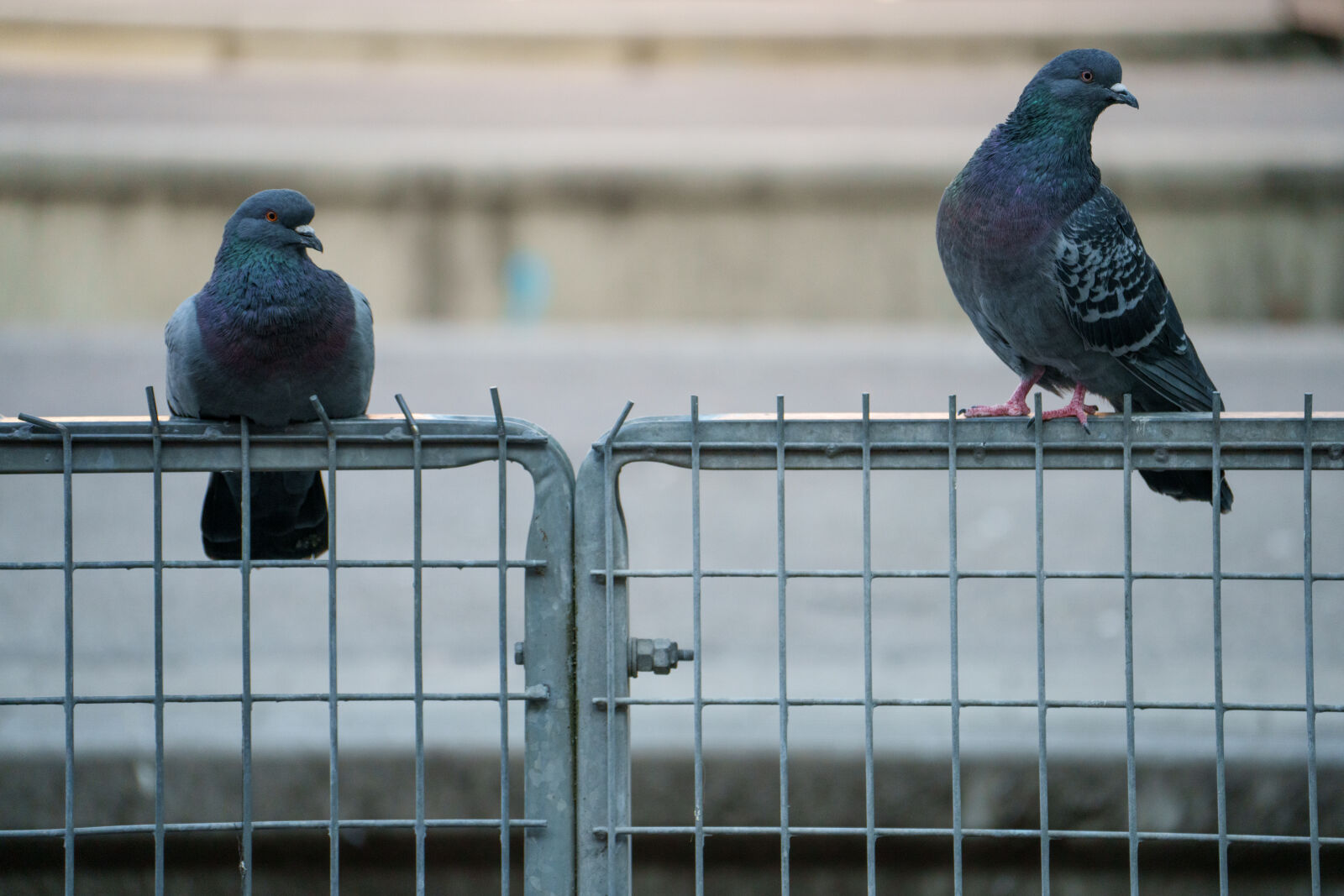 Sony a7R V sample photo. Pigeon fence photography