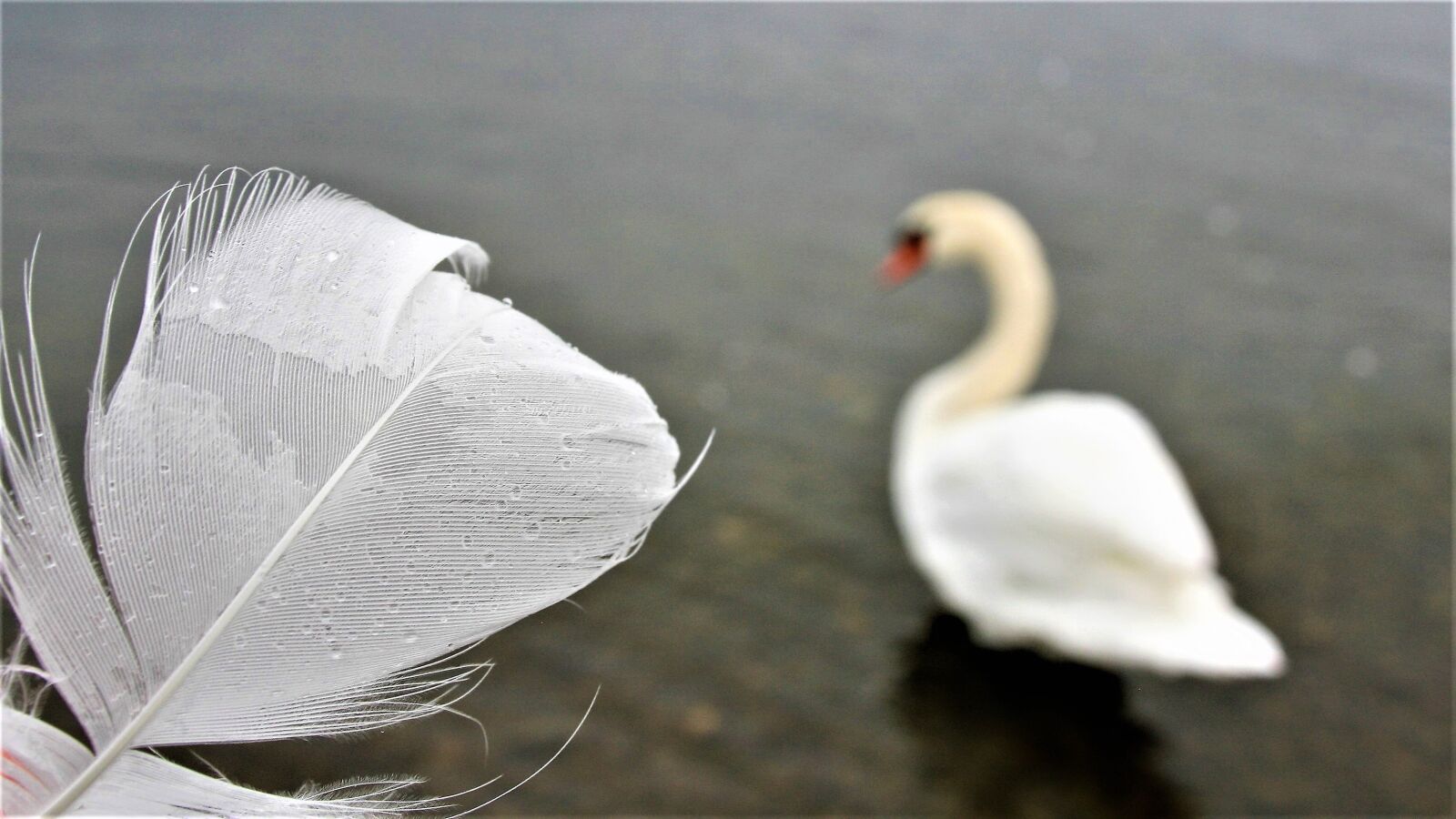 Canon EOS 400D (EOS Digital Rebel XTi / EOS Kiss Digital X) sample photo. Swan white, morning, pen photography