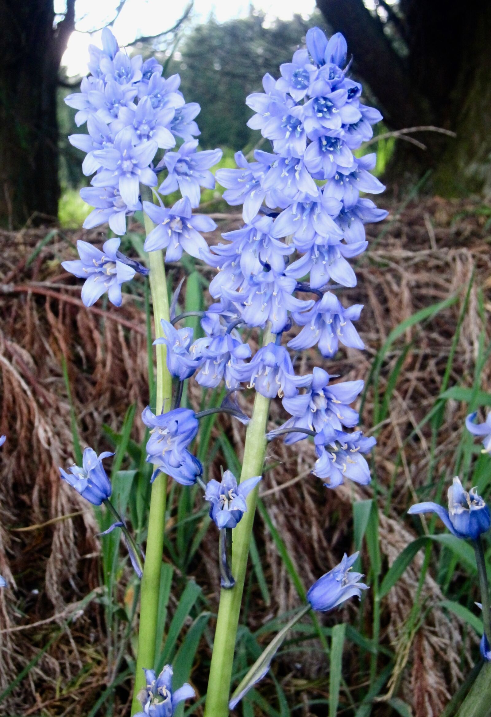 Canon PowerShot SD960 IS (Digital IXUS 110 IS / IXY Digital 510 IS) sample photo. Bluebells, blue, flower photography