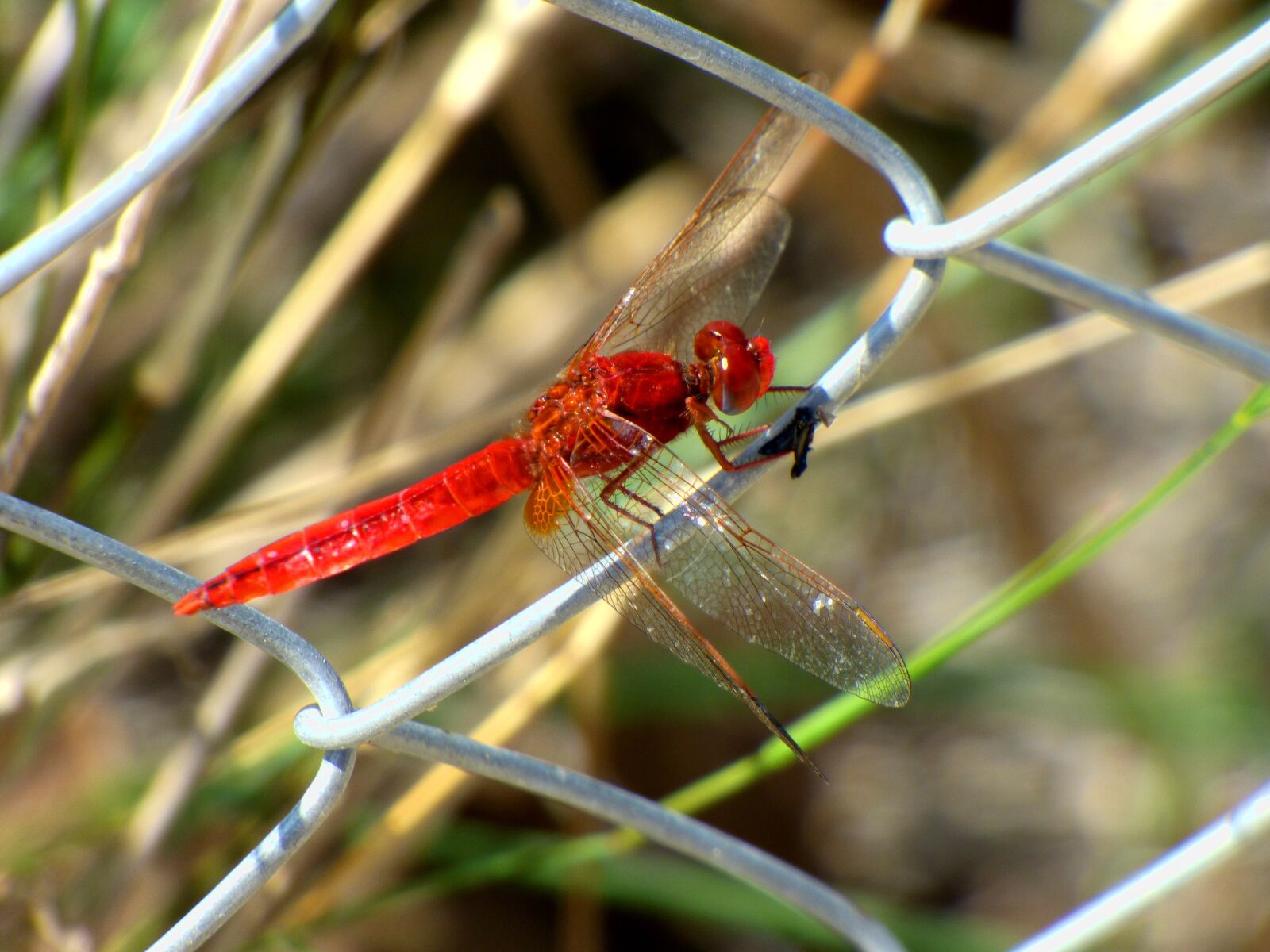 Panasonic DMC-FZ72 sample photo. Dragonfly, insect, red photography