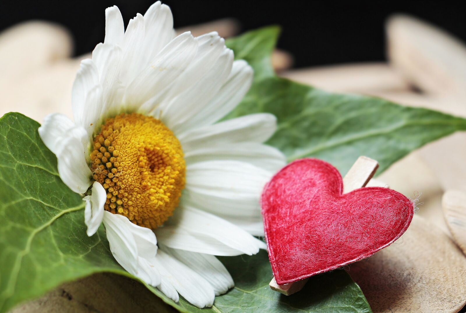 Canon EOS 100D (EOS Rebel SL1 / EOS Kiss X7) sample photo. Marguerite, heart, wood photography
