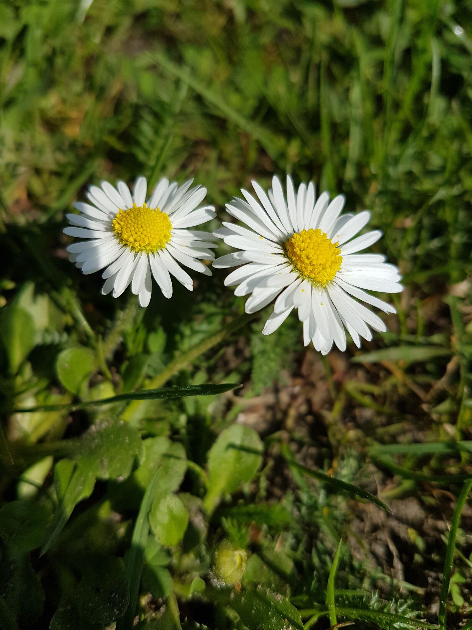 Samsung Galaxy S7 Edge sample photo. Flower, close up, summer photography
