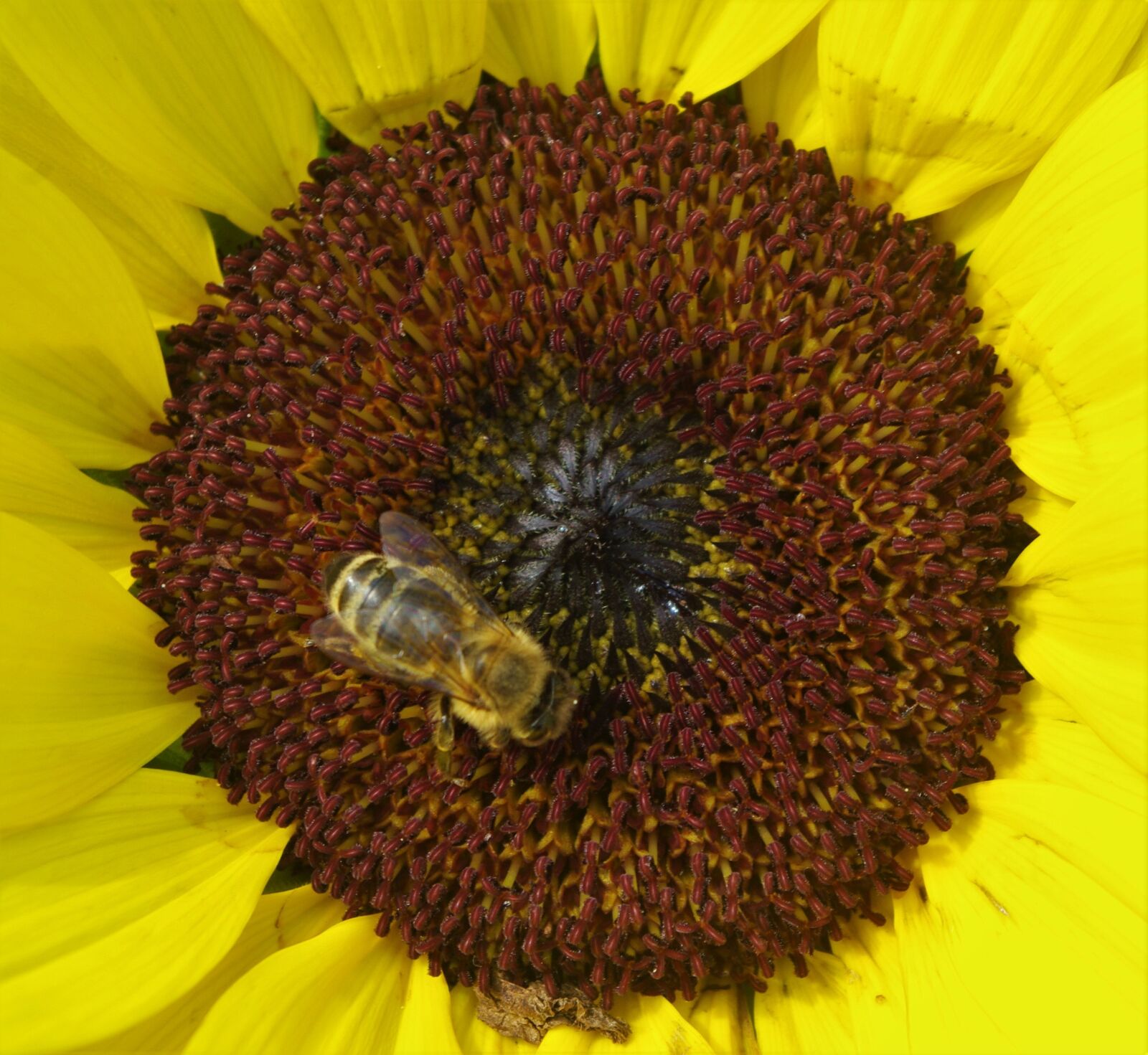 Pentax K-m (K2000) sample photo. Sunflower, flower, bee photography