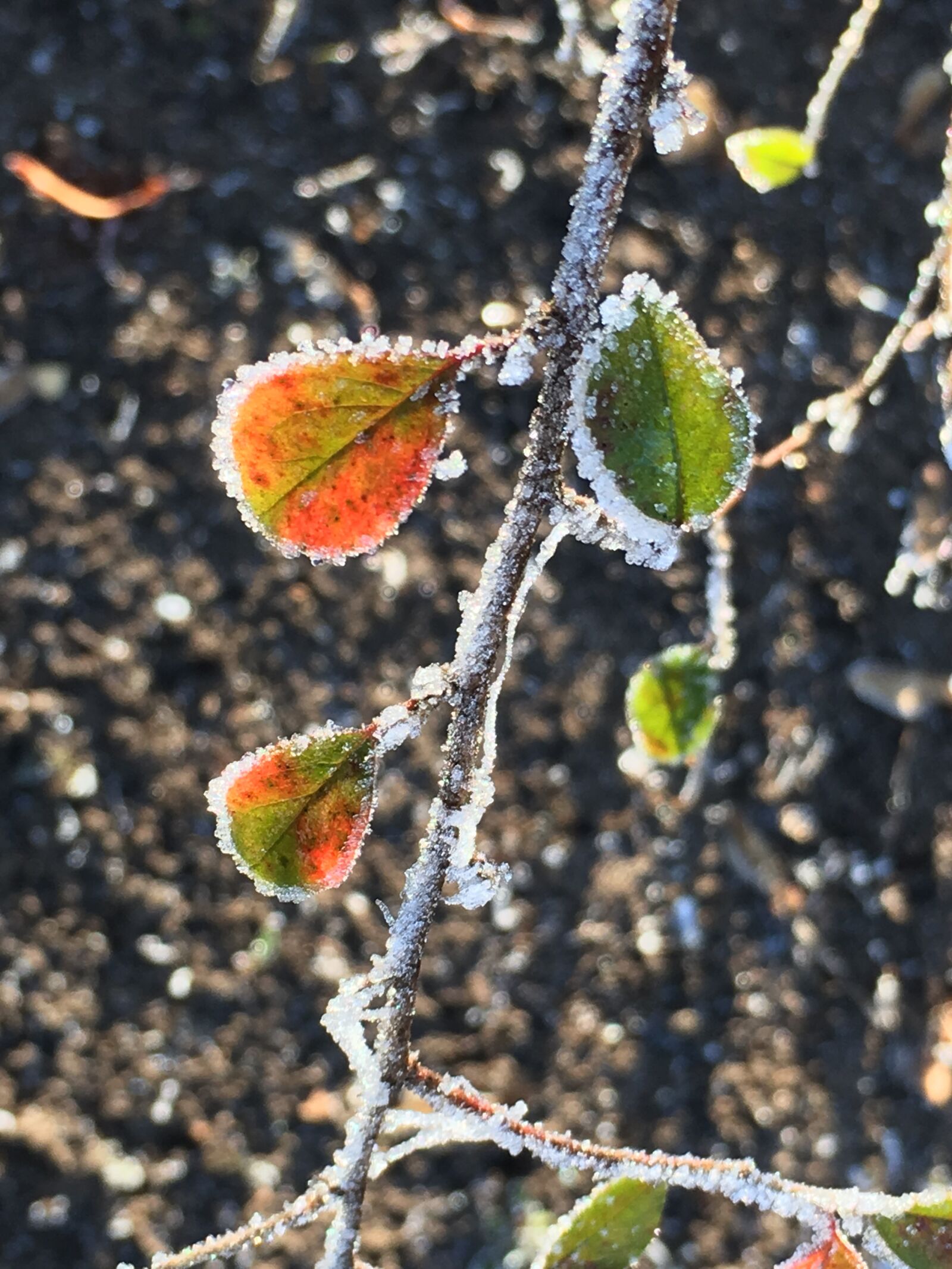 Apple iPhone 6s sample photo. Winter, leaves, eiskristalle photography