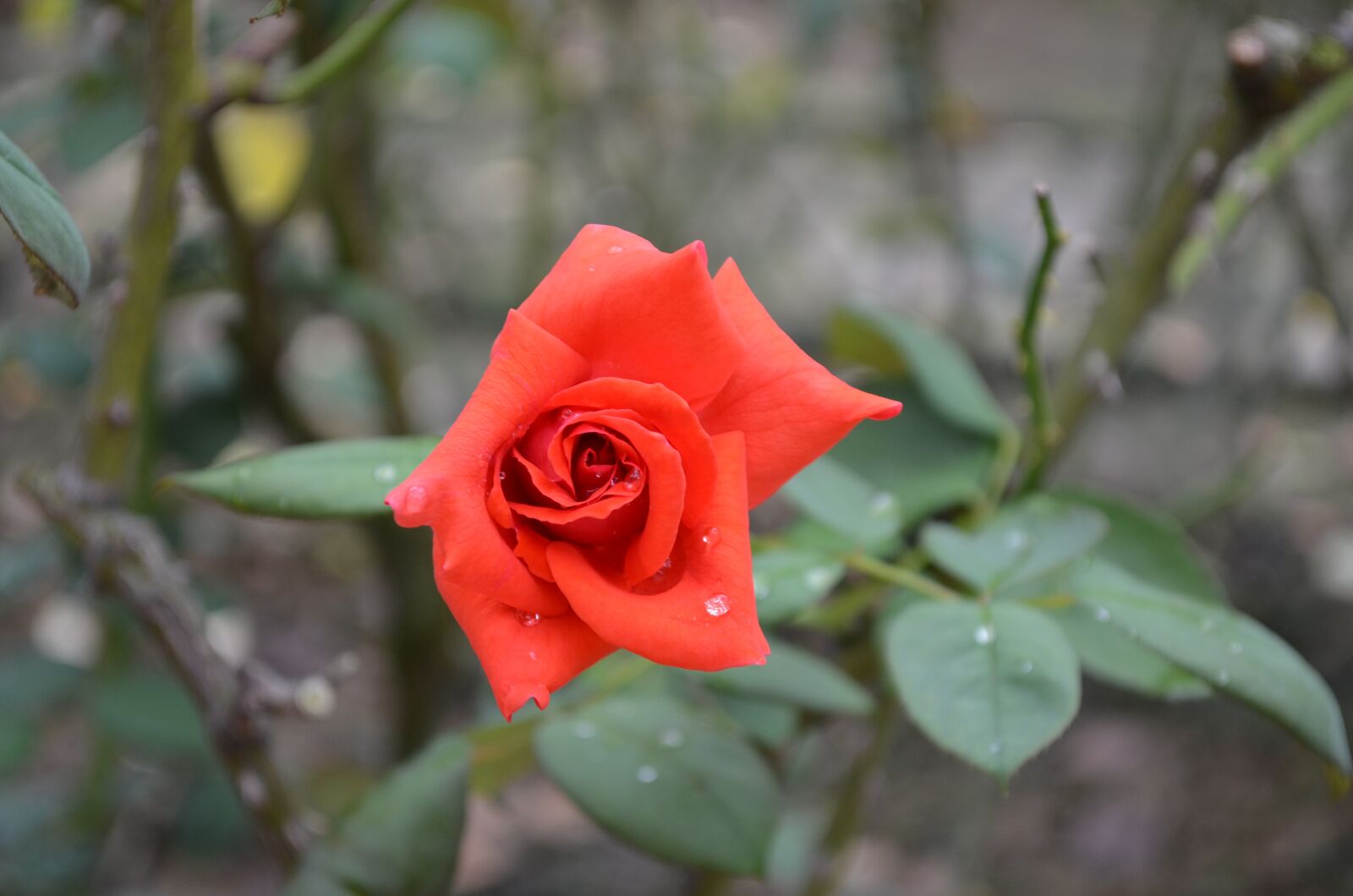 Nikon D5100 sample photo. Rose, red, flowers photography