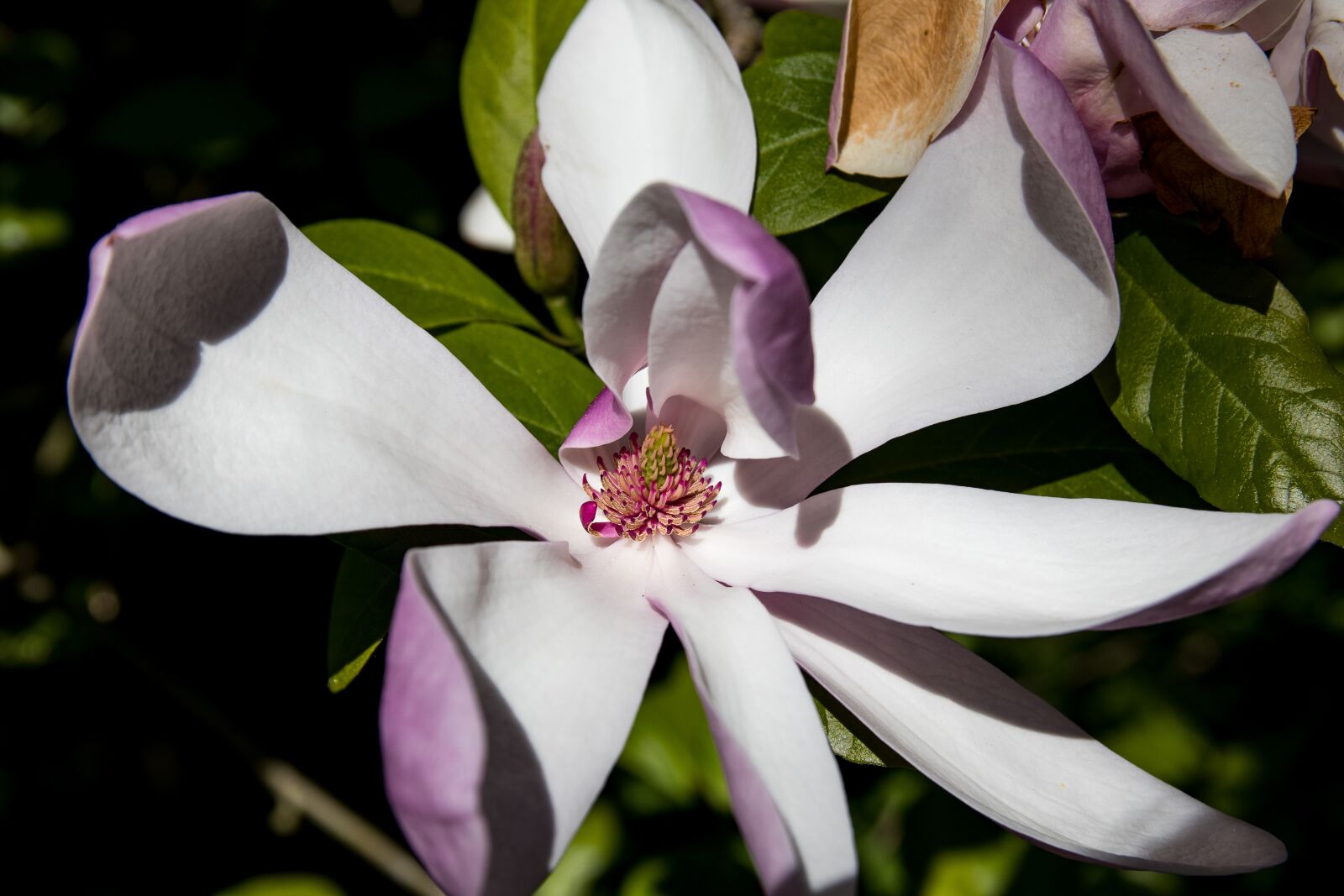 Canon EOS 80D sample photo. Magnolia, blossom, bloom photography