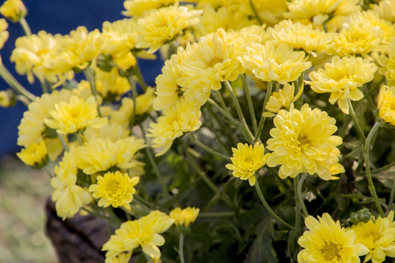 Canon EOS 700D (EOS Rebel T5i / EOS Kiss X7i) sample photo. Margaret, daisy, wood photography