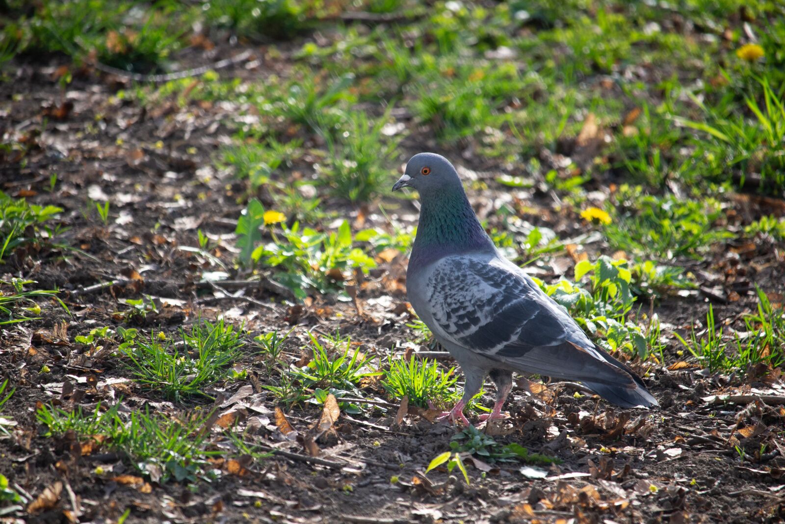 Canon EOS 100D (EOS Rebel SL1 / EOS Kiss X7) sample photo. Dove, pigeon, bird photography