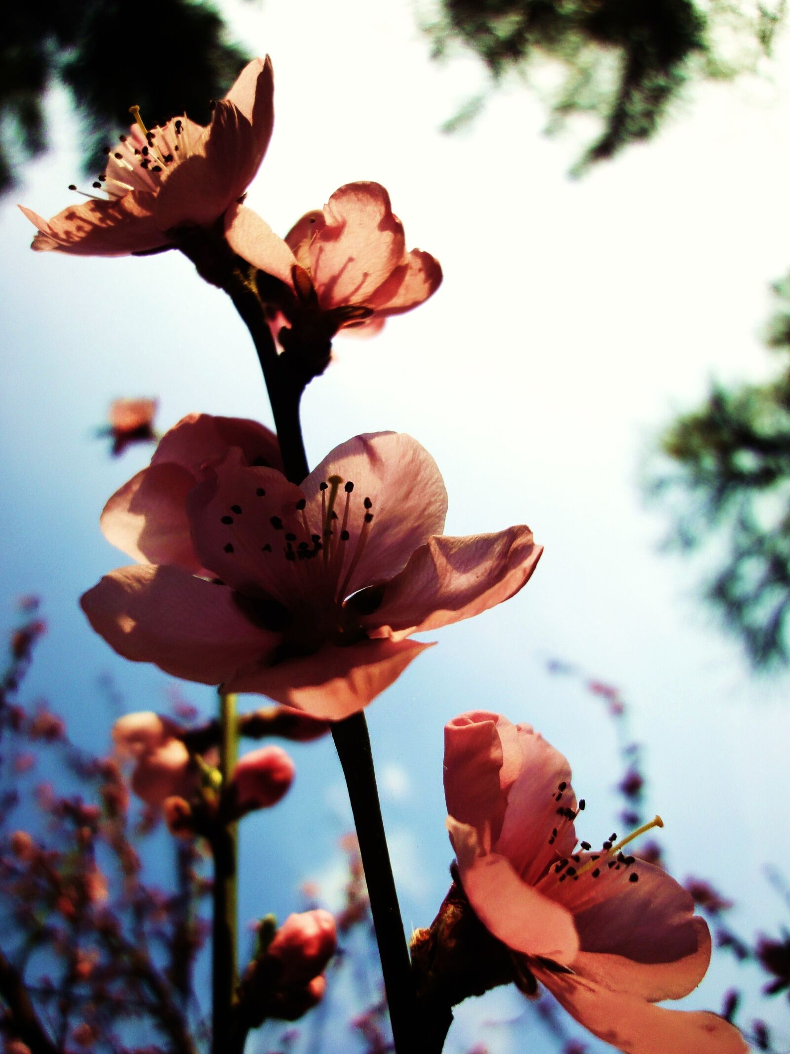 Sony Cyber-shot DSC-WX1 sample photo. Flowers, spring, nature photography