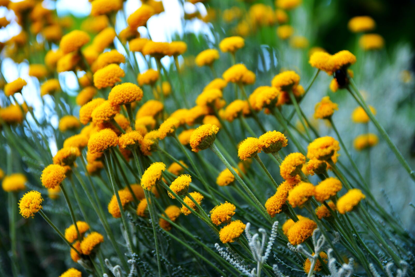 Nikon D5200 sample photo. Flower, flowers, spring photography