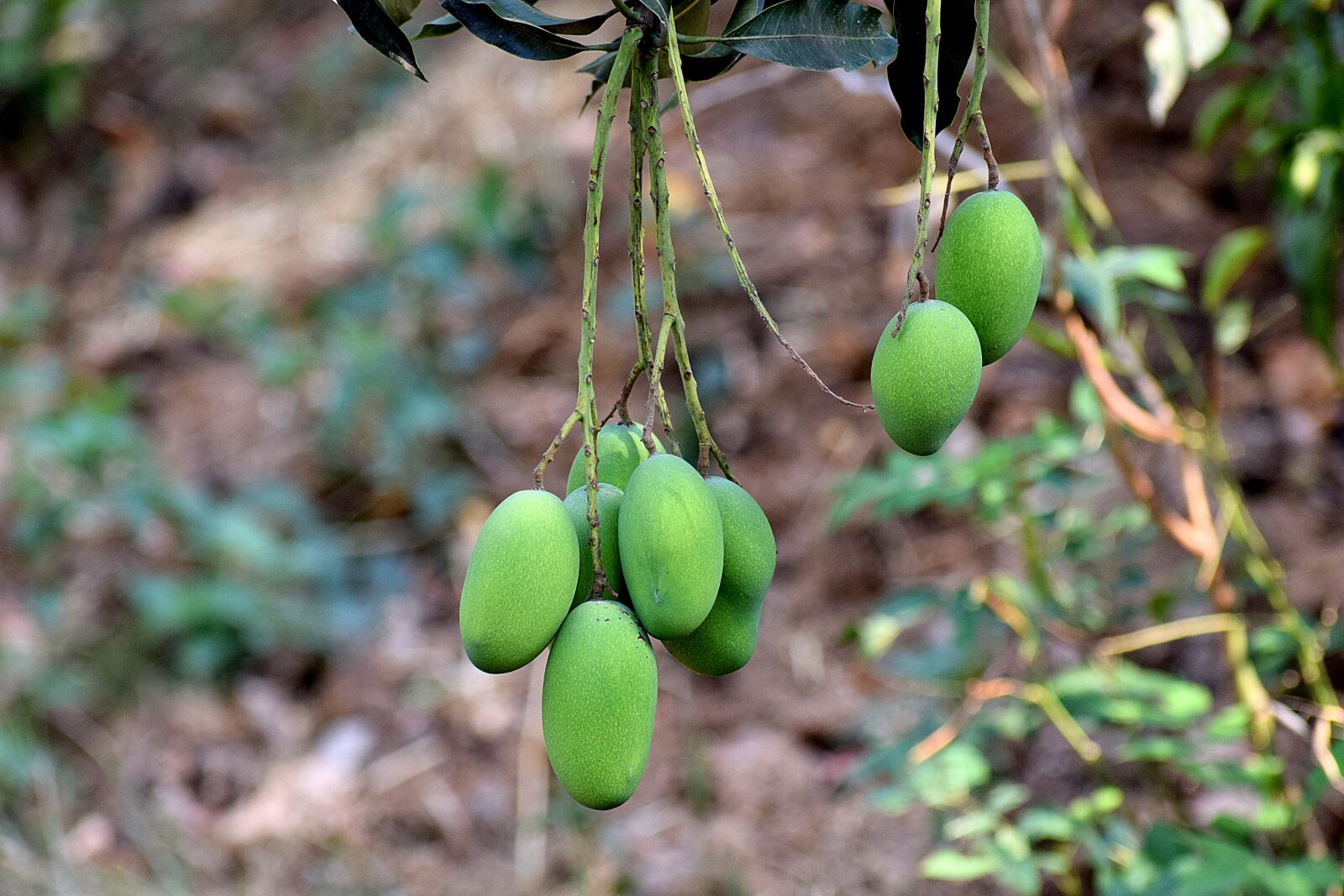 Nikon D3300 sample photo. Mangoes, raw, healthy photography