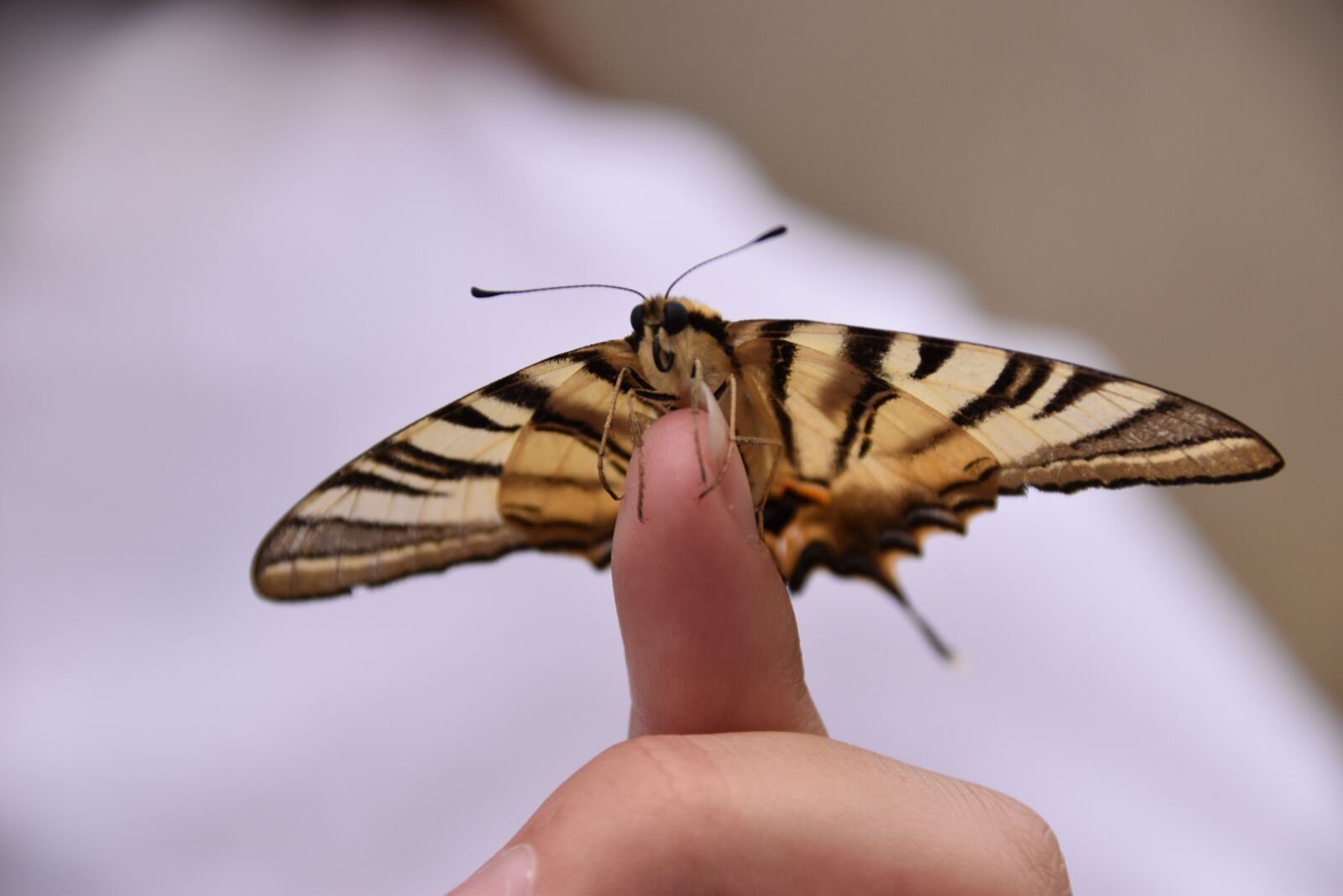 Nikon D5500 sample photo. Butterfly, insect, nature photography