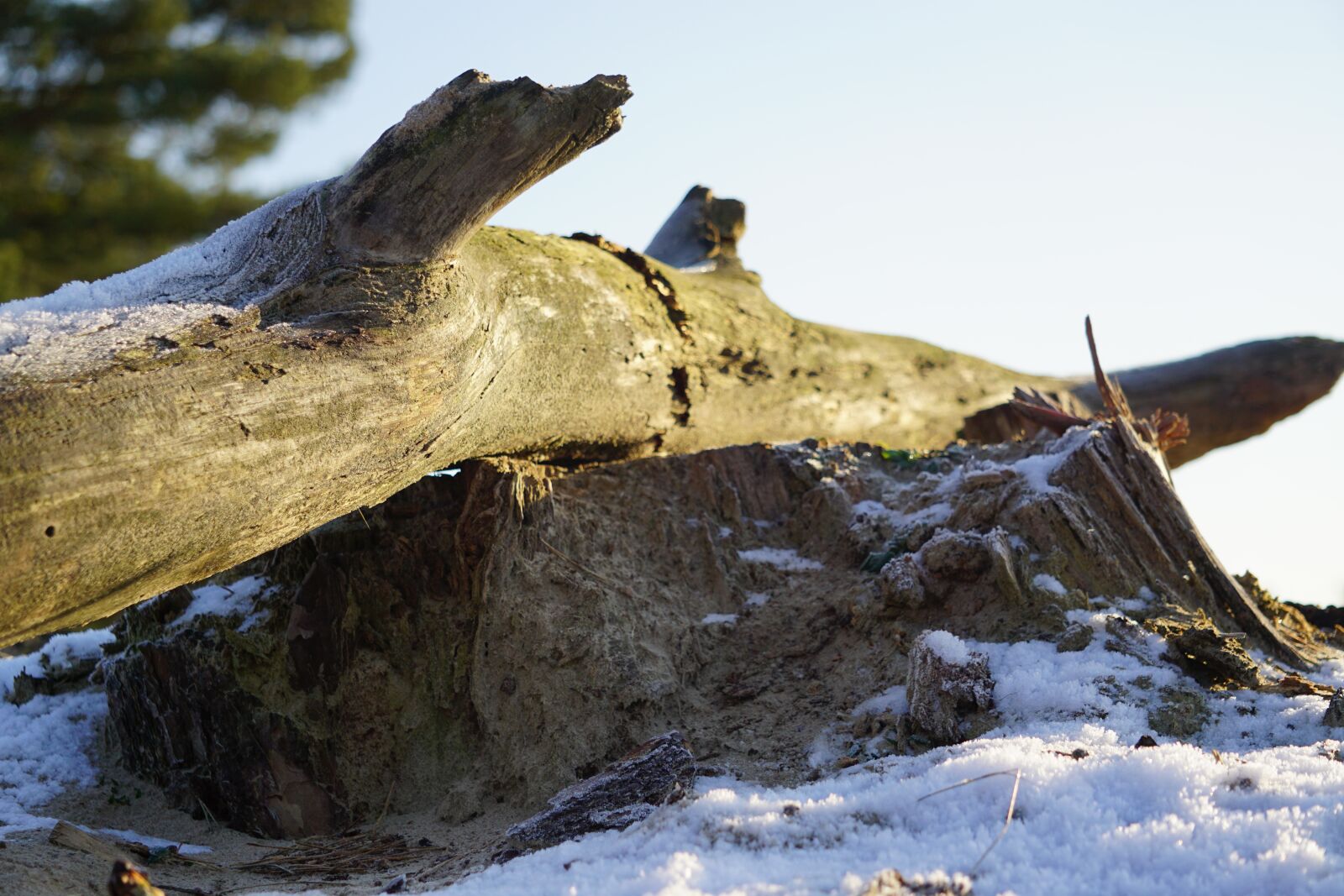 Sony a5100 sample photo. Branch, snow, winter photography