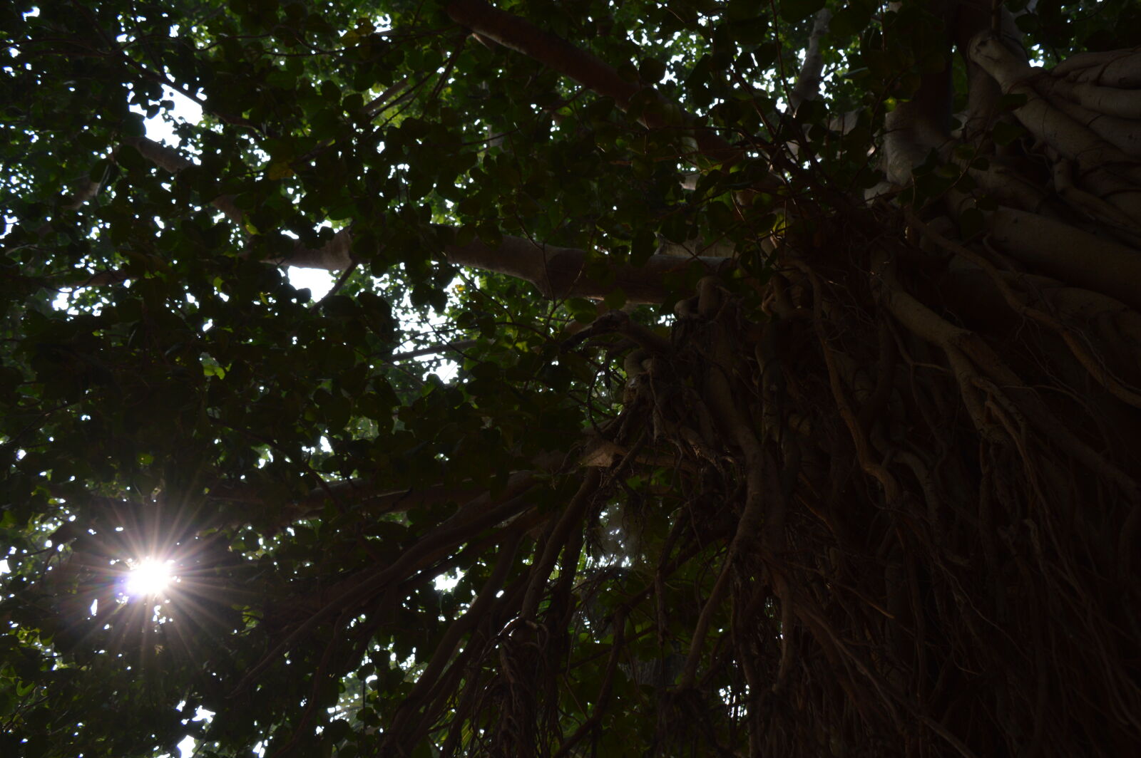 Nikon D3200 sample photo. Afternoon, noon, sunrays, tree photography