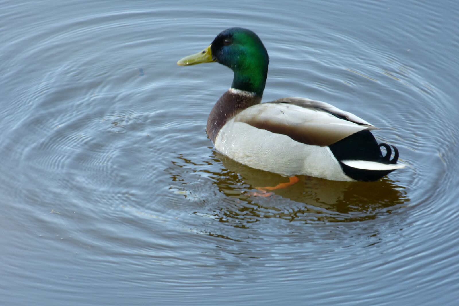 Panasonic Lumix DMC-FZ150 sample photo. Duck, drake, mallard photography