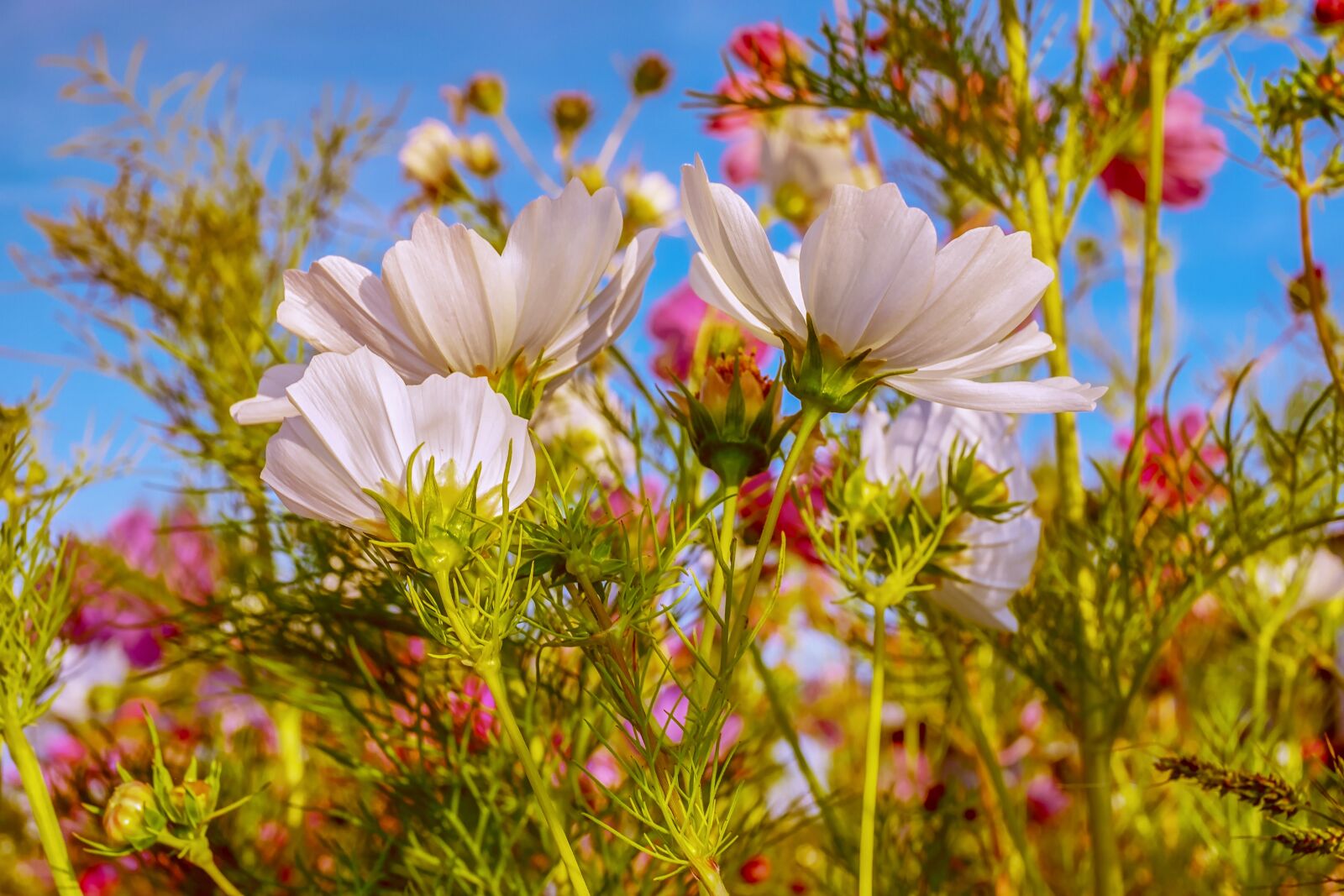 Fujifilm X-T10 + Fujifilm XF 35mm F1.4 R sample photo. Cosmea, flowers, bloom photography