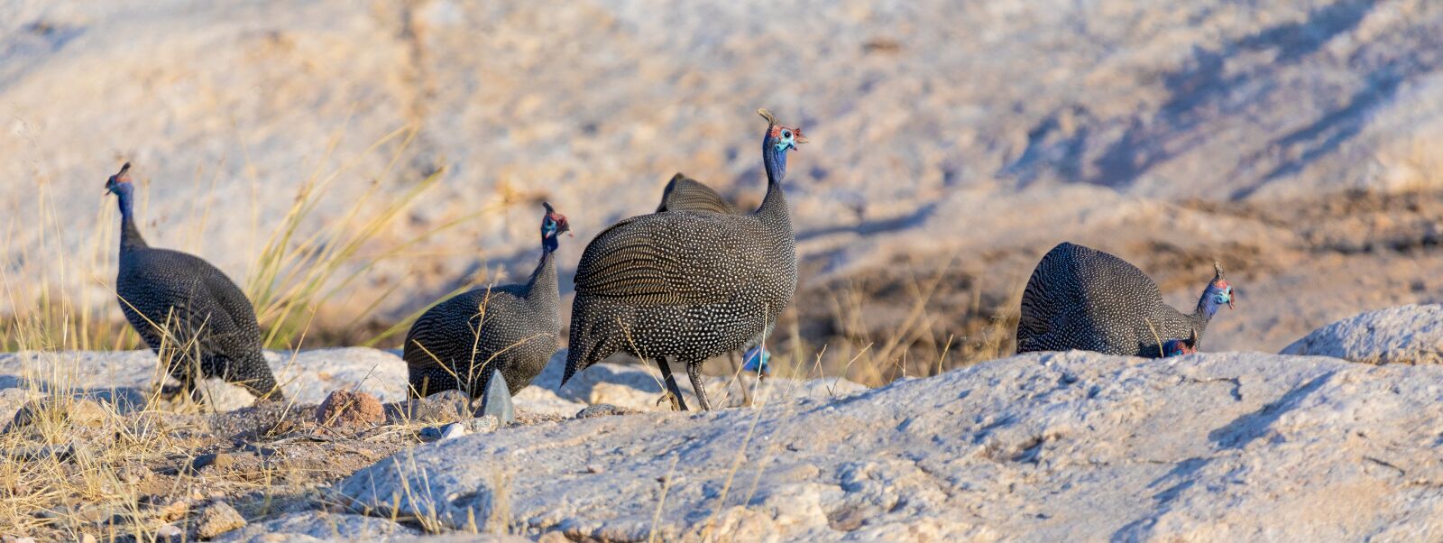 Canon EOS 5D Mark IV + 150-600mm F5-6.3 DG OS HSM | Contemporary 015 sample photo. Chickens, africa, guinea fowl photography