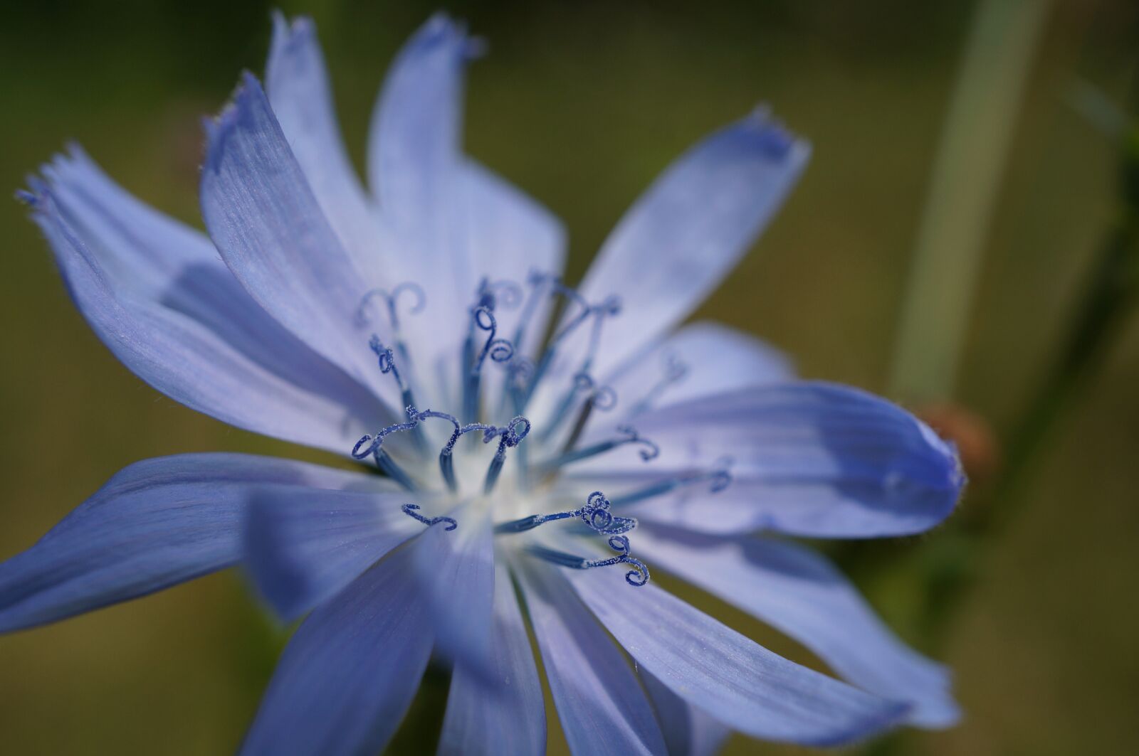 Sony Alpha NEX-3N + Sony E 30mm F3.5 Macro sample photo. Flower, blue, macro photography