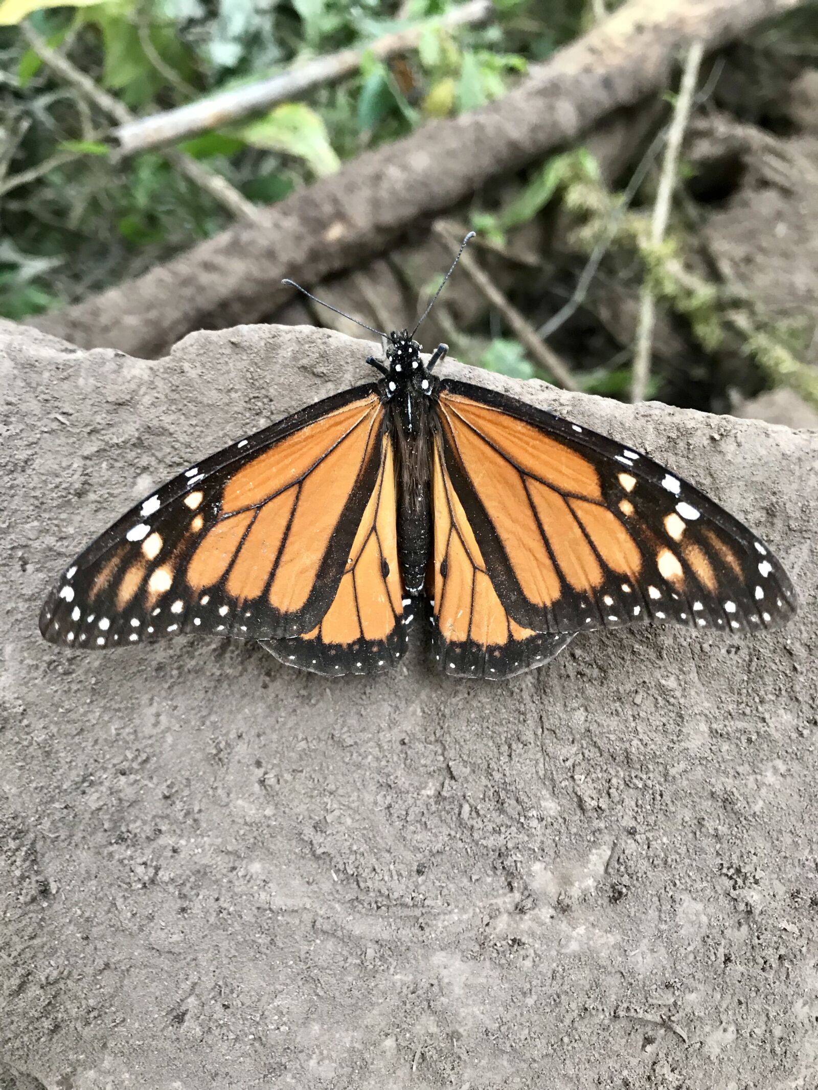 iPhone 7 Plus back dual camera 3.99mm f/1.8 sample photo. Butterfly, orange, nature photography