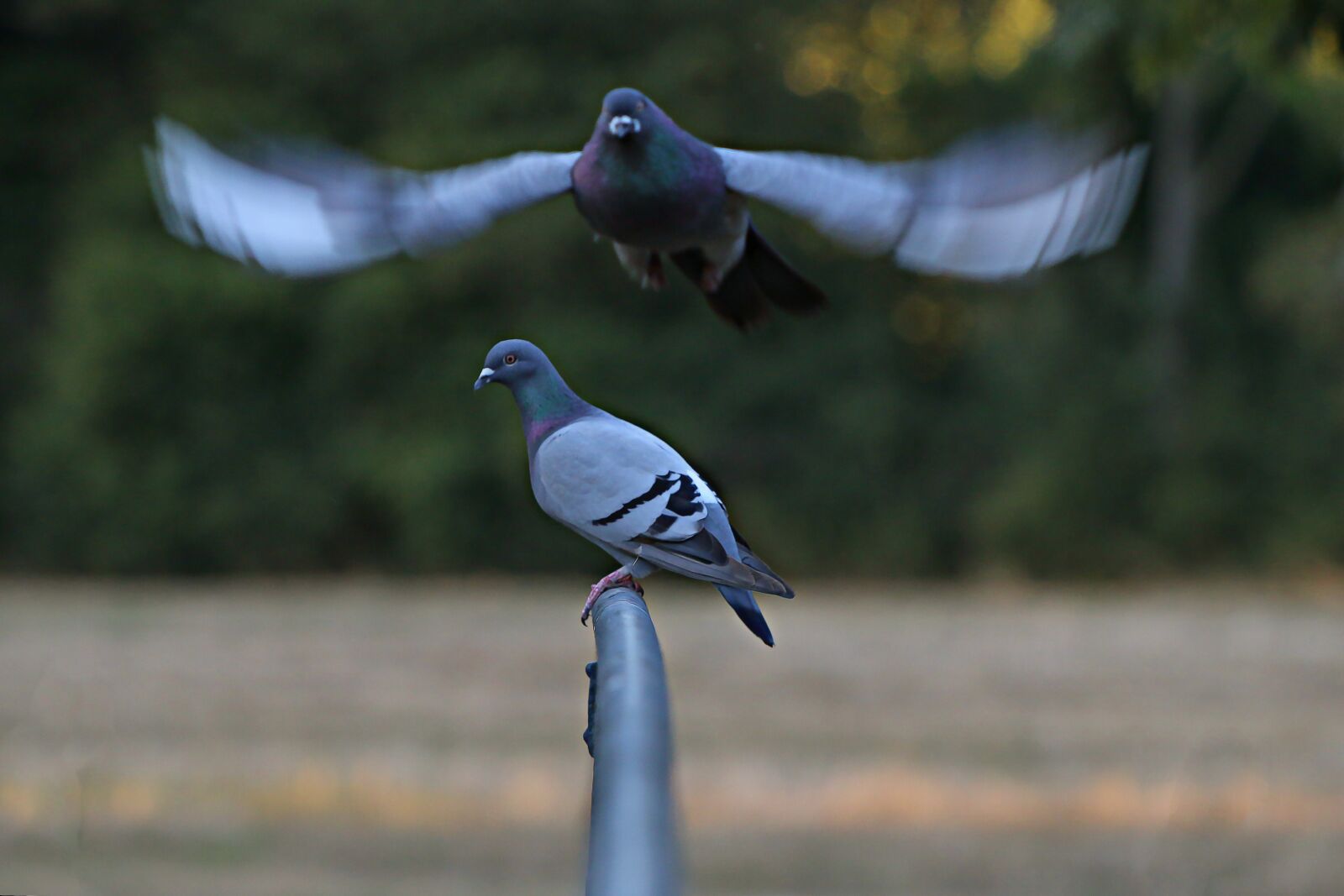 Canon EOS 70D + Canon EF 70-300 F4-5.6 IS II USM sample photo. Pigeons, flight, dove photography