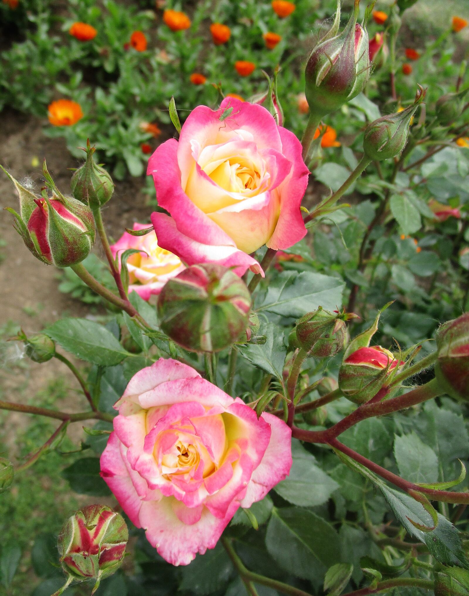 Canon IXUS 190 sample photo. Rose, flower, floral photography