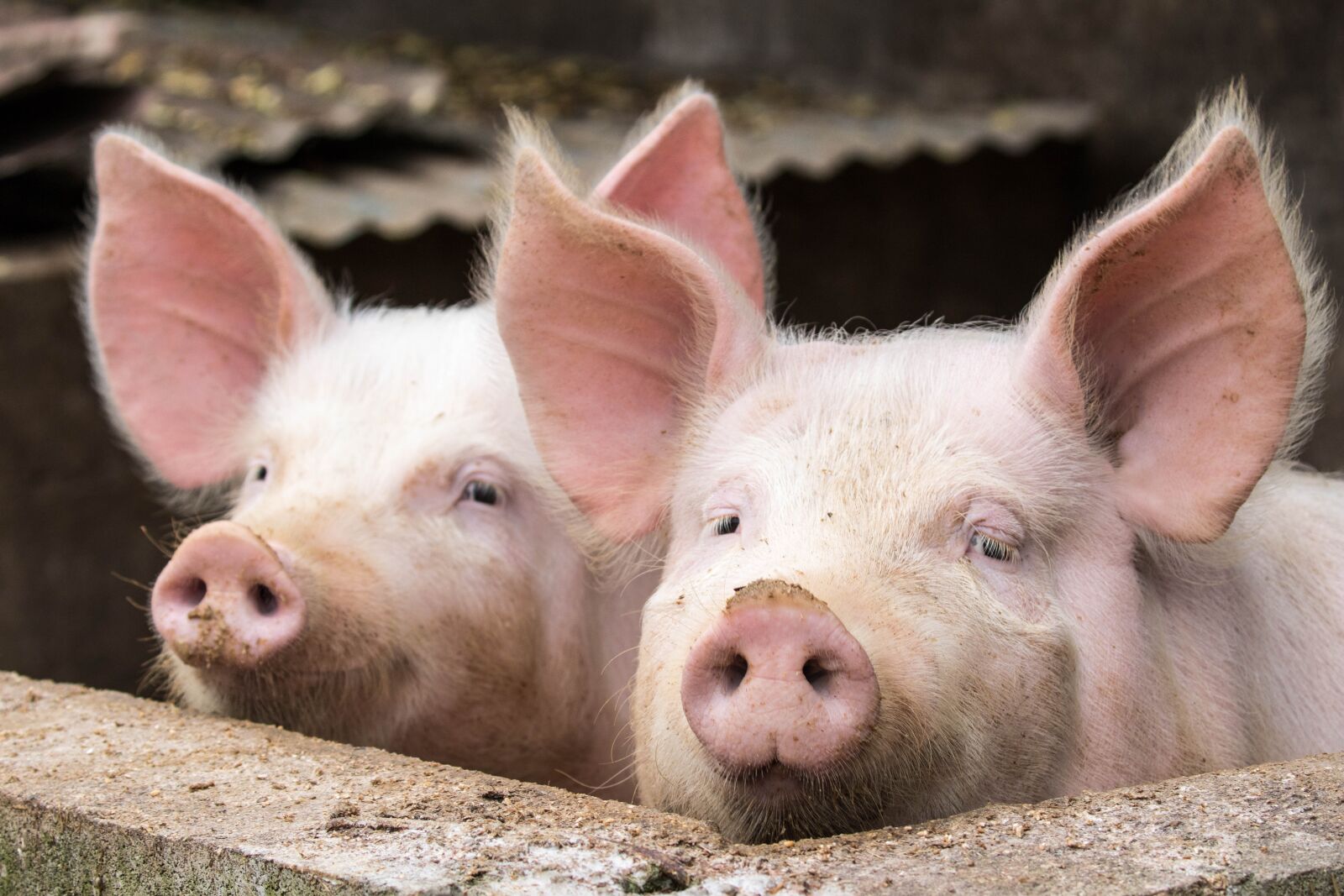 Canon EOS 7D Mark II sample photo. Animal, piglet, mammal photography