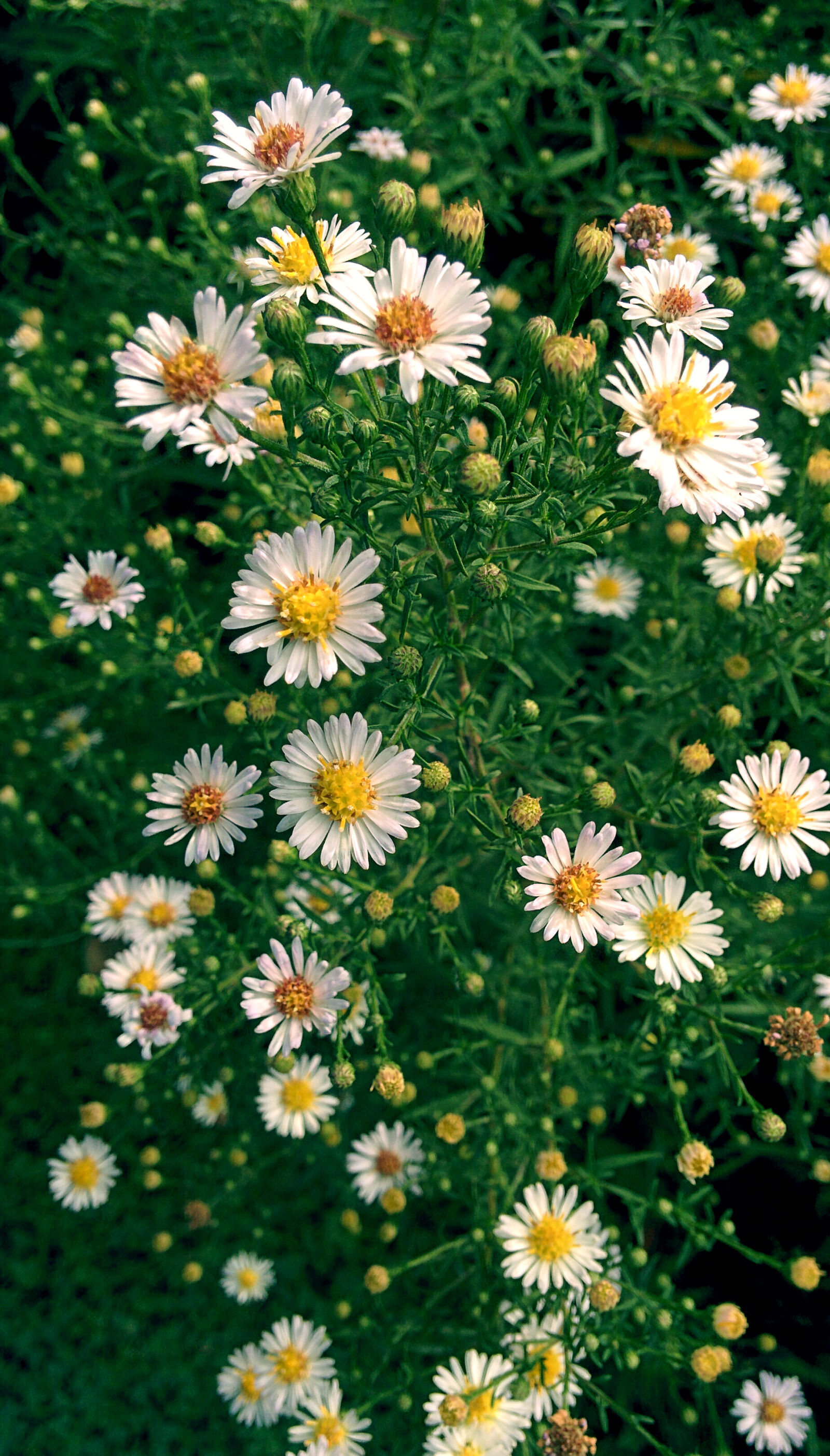 LG Nexus 5 sample photo. Daisy, flower, green, white photography