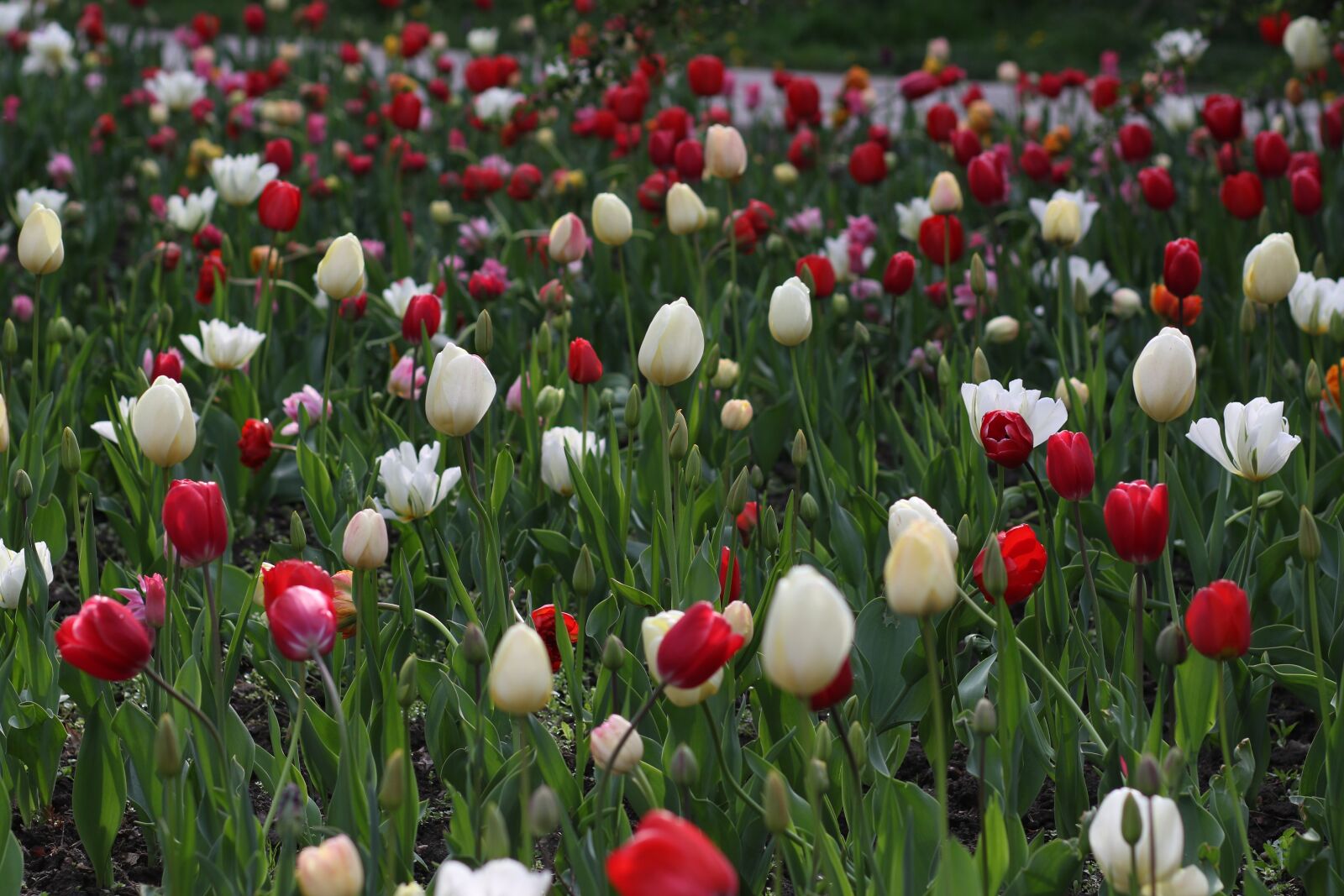 Canon EF 85mm F1.8 USM sample photo. Tulips, flowers, spring photography