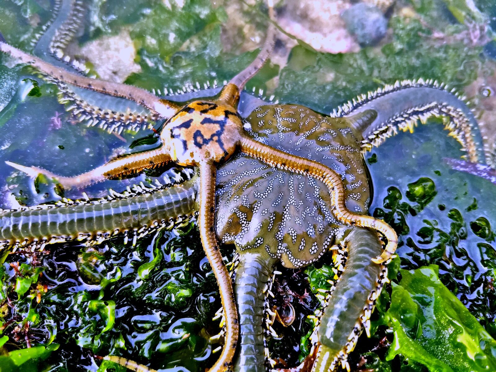 Motorola Moto G (5) Plus sample photo. Creatures, grass, family photography