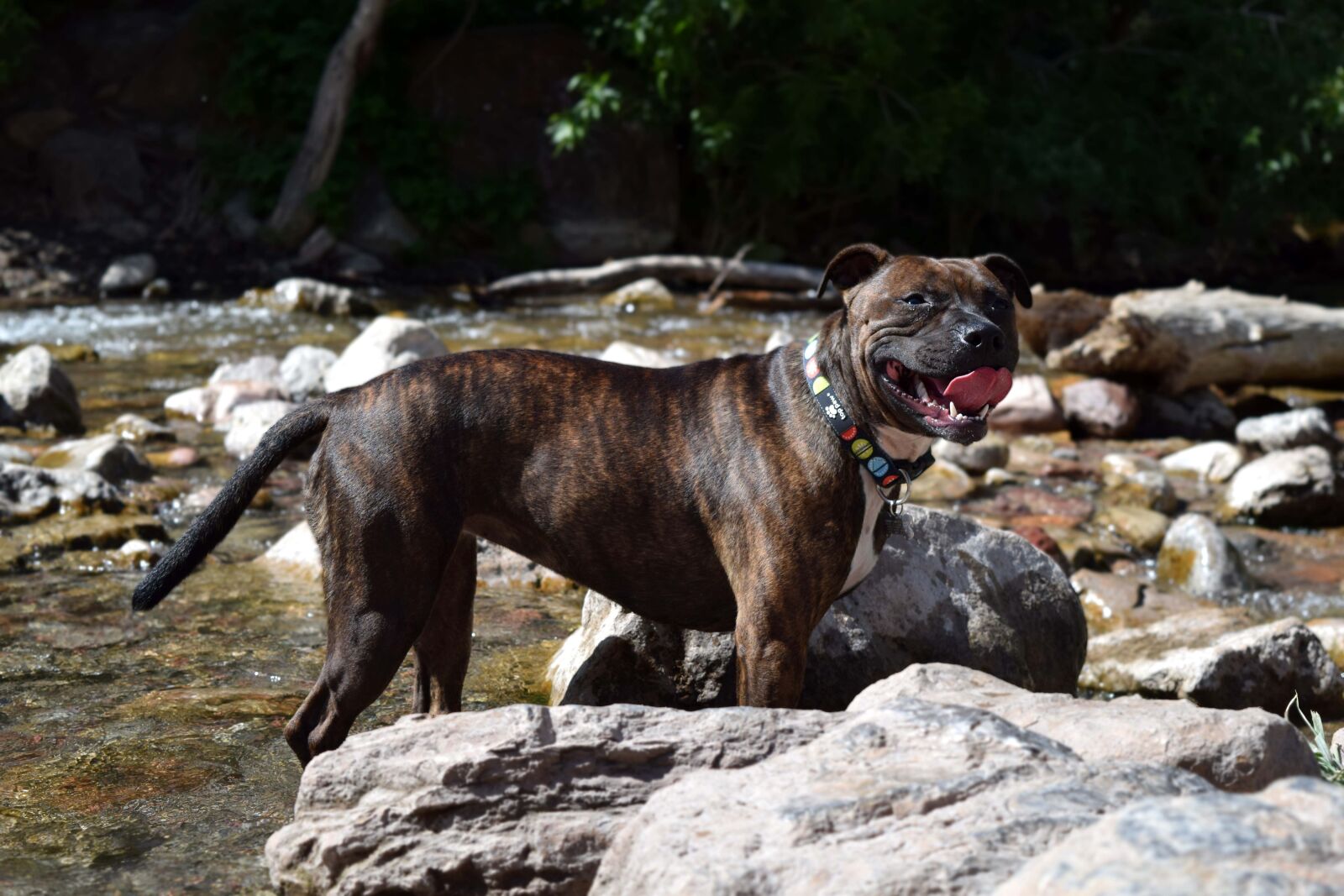 Nikon D3300 sample photo. Staffordshire bull terrier, bull photography