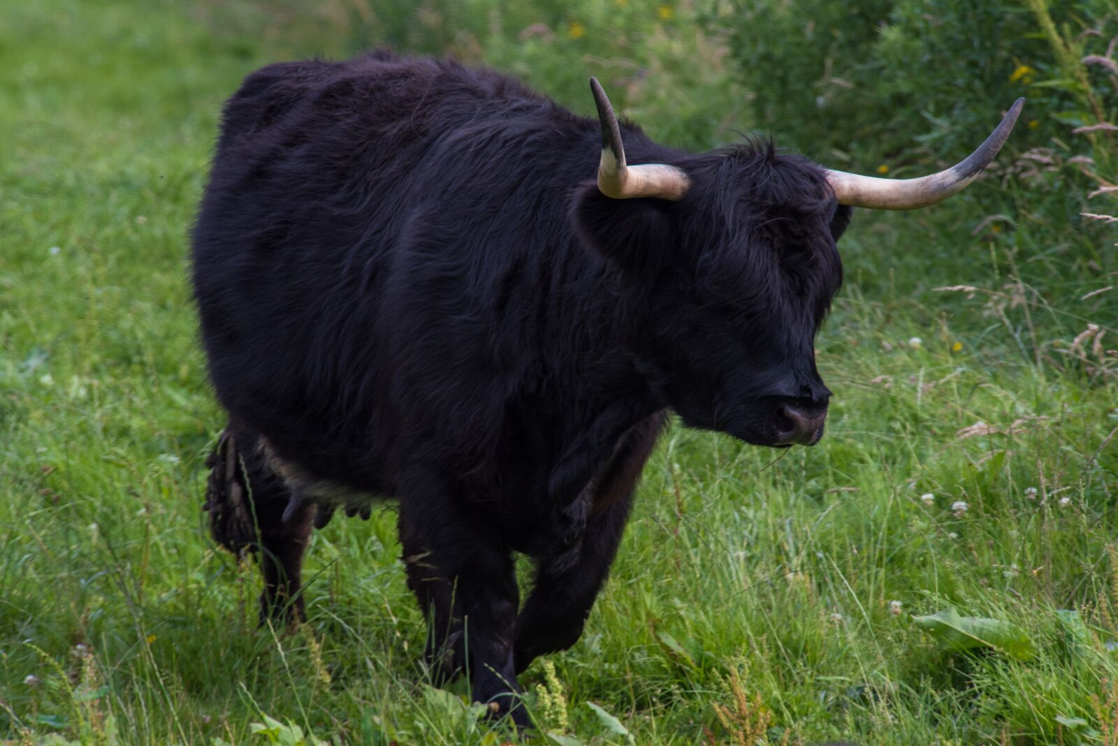 Nikon D750 sample photo. Highland-rinder, beef, cow photography