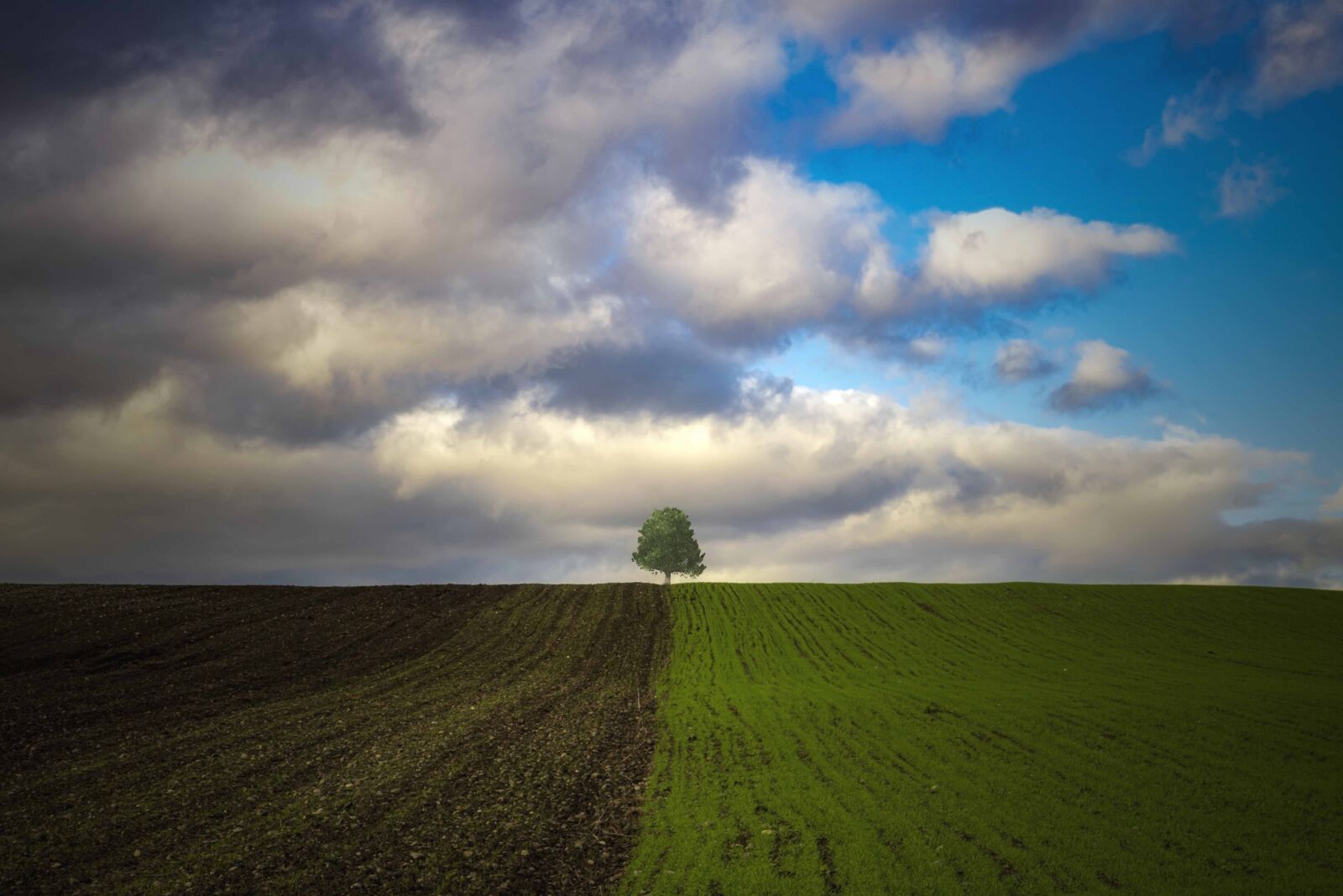 Tamron SP 24-70mm F2.8 Di VC USD sample photo. Tree, field, sky photography