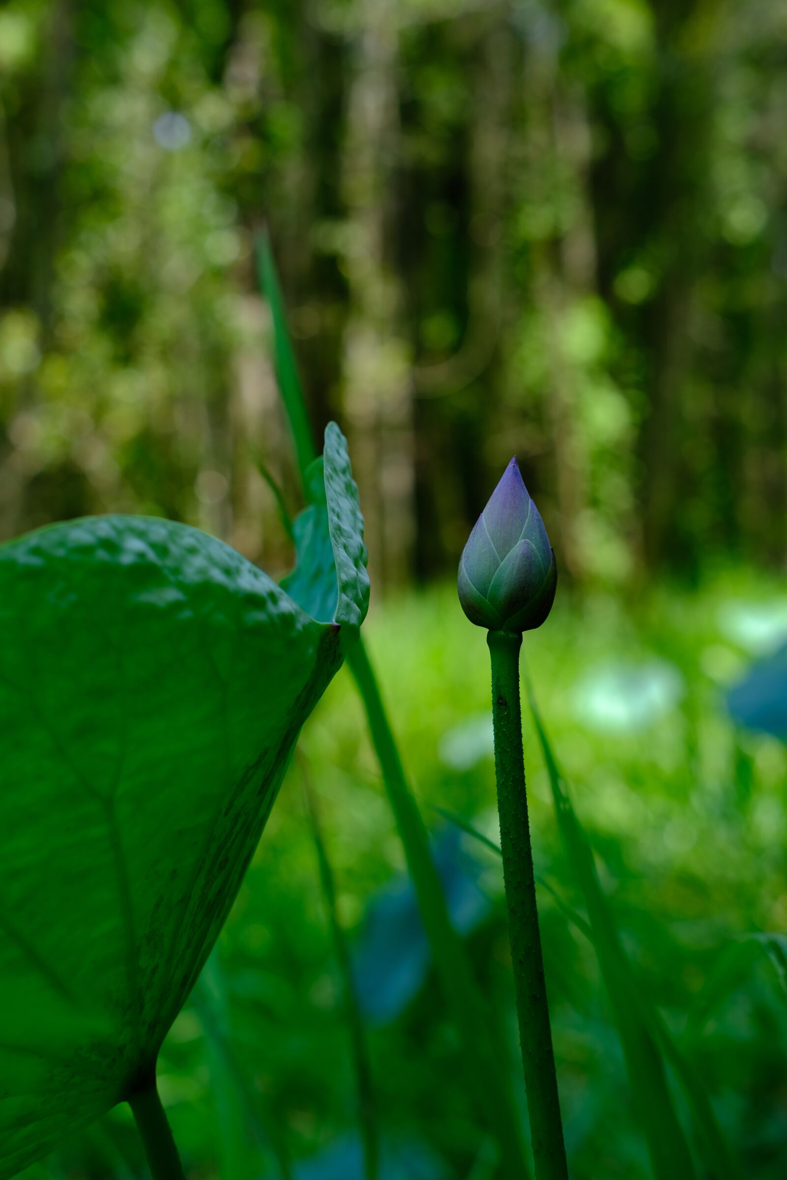 Fujifilm XC 35mm F2 sample photo. Lotus, lotus bud, green photography