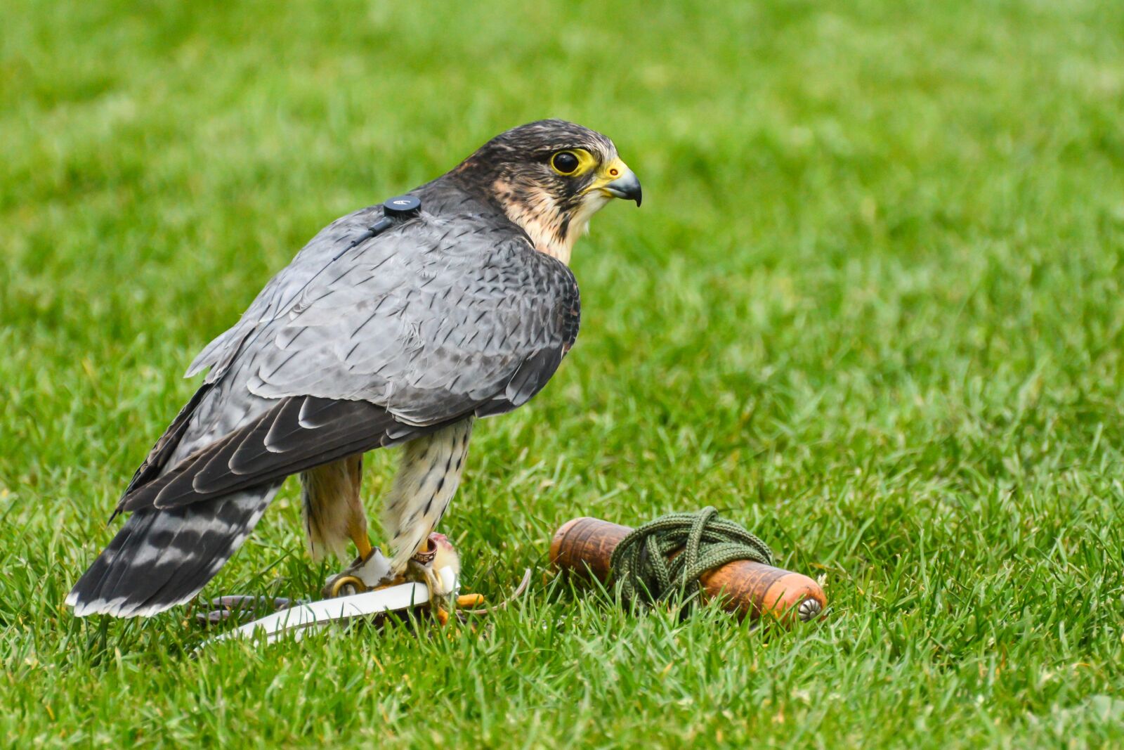 Nikon D7100 sample photo. Bird of prey, falcon photography