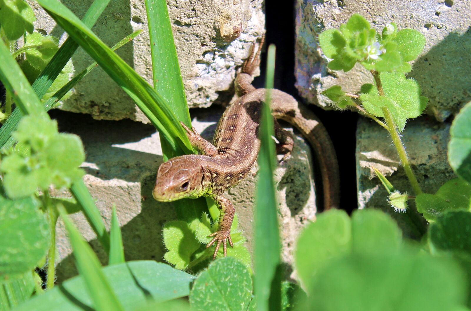 Canon EOS 700D (EOS Rebel T5i / EOS Kiss X7i) sample photo. The lizard, grass, pet photography