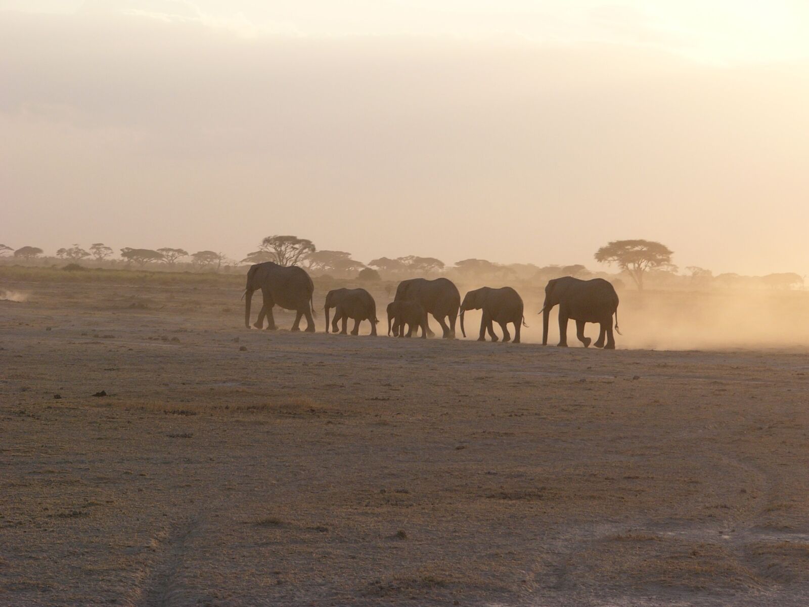 Panasonic DMC-FZ10 sample photo. Amboseli, elephant, dust photography