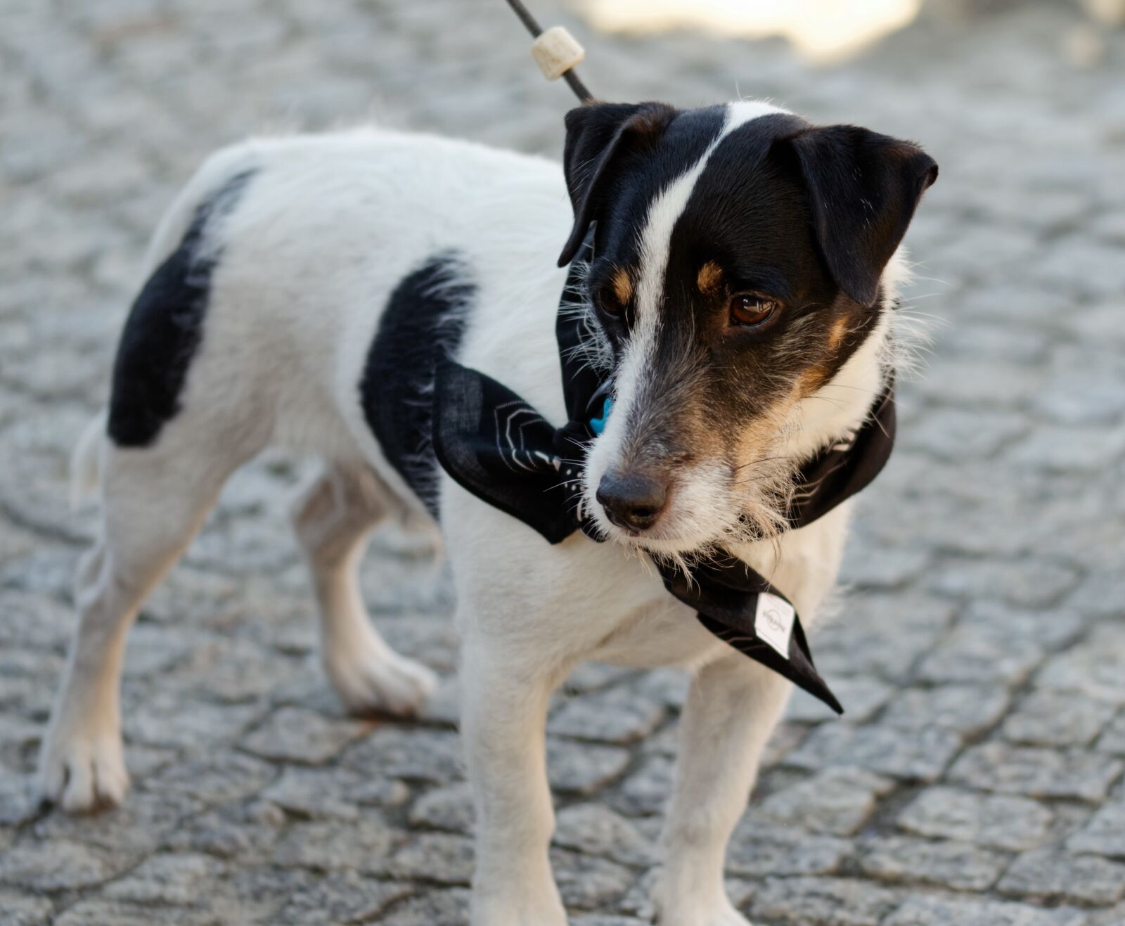 Nikon D5100 sample photo. Dog, pet, mammalian photography