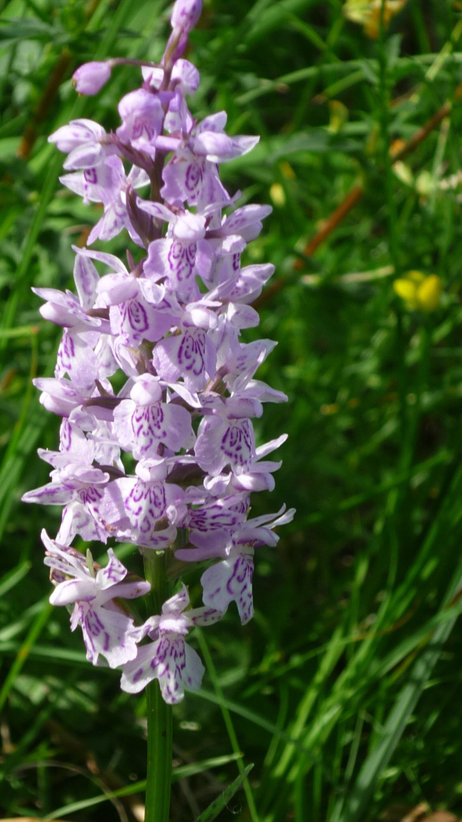Panasonic Lumix DMC-FS6 sample photo. Heath spotted orchid, german photography