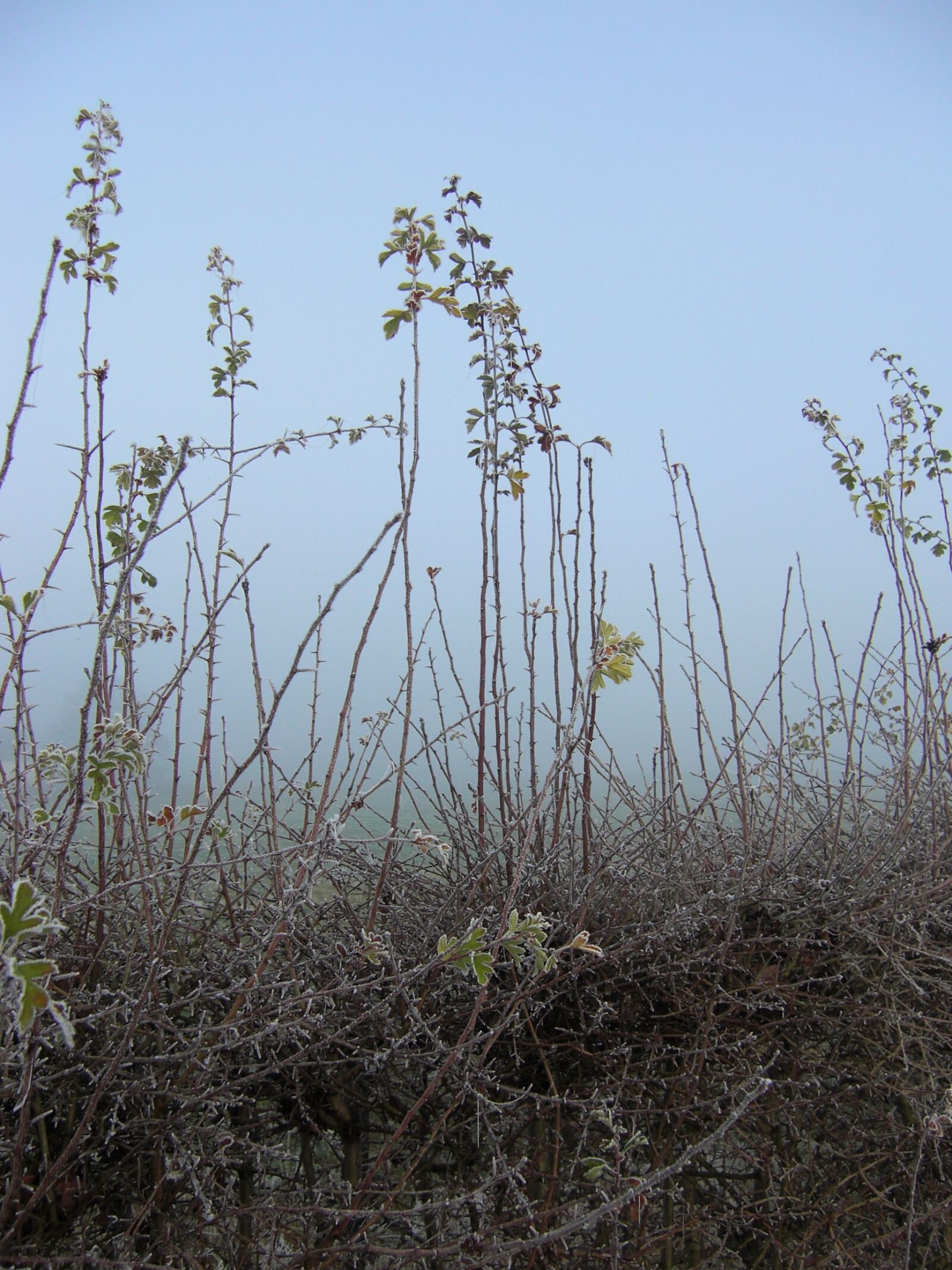 CASIO EX-Z200 sample photo. Plants, dew, freezing photography