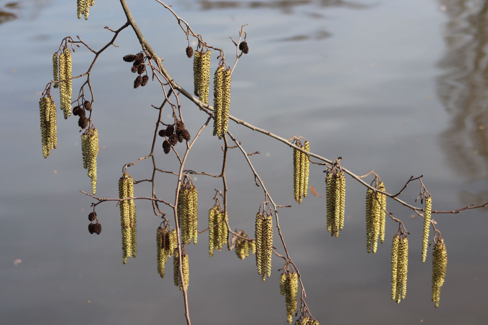 Canon EOS 800D (EOS Rebel T7i / EOS Kiss X9i) sample photo. Black alder, alder flowering photography