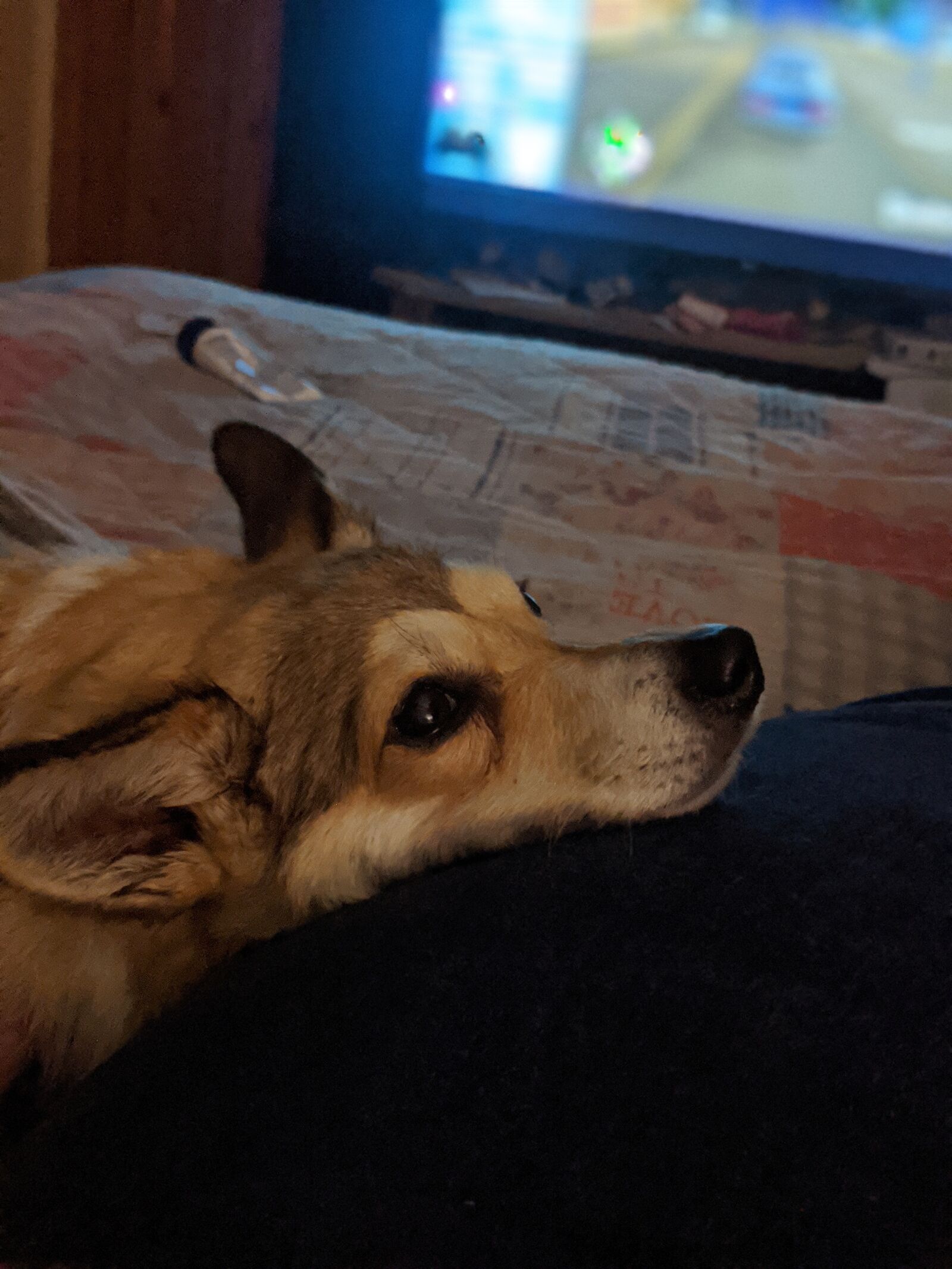 Google Pixel 2 XL sample photo. Chill, dog, pet photography