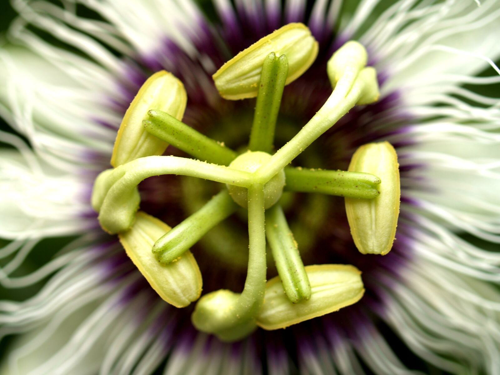Olympus E-300 (EVOLT E-300) sample photo. Passion, flower, fruit photography