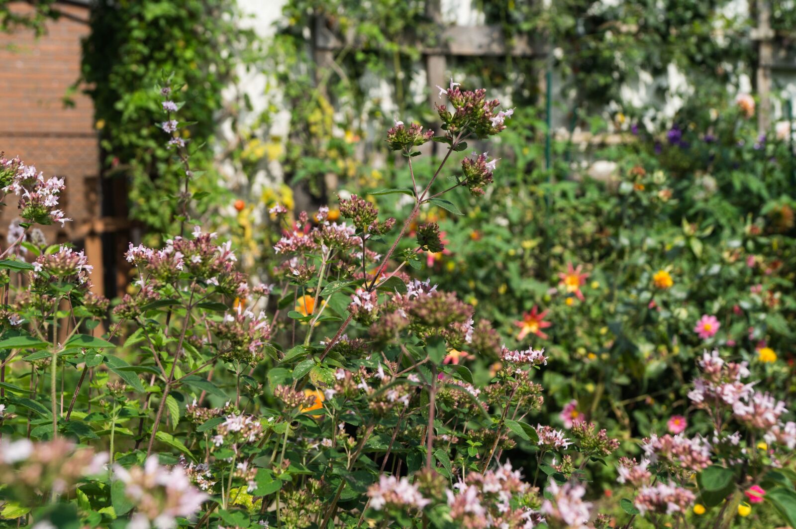 Sony SLT-A37 sample photo. Garden, flowers, sage photography